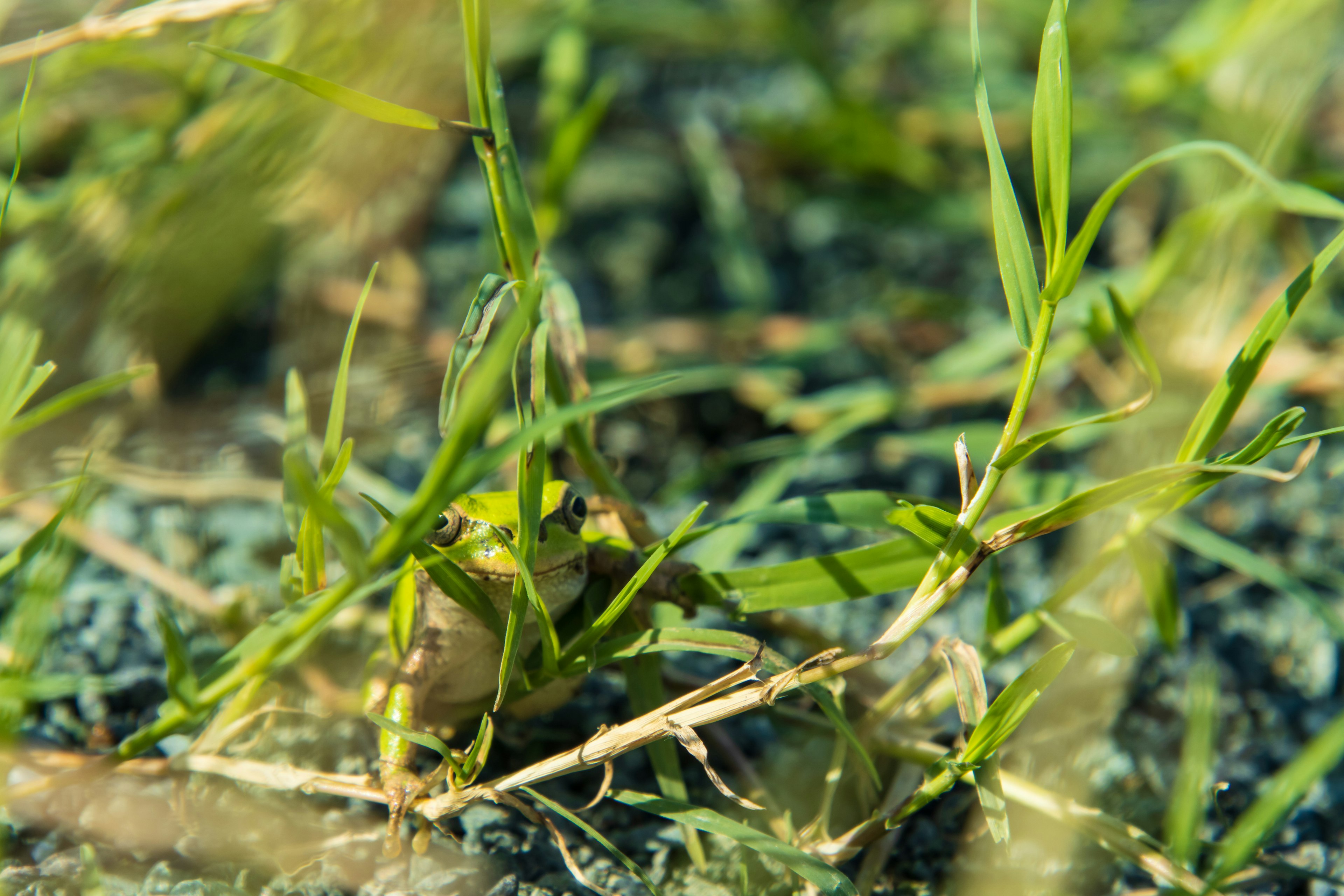 Close-up rumput hijau tumbuh di tanah