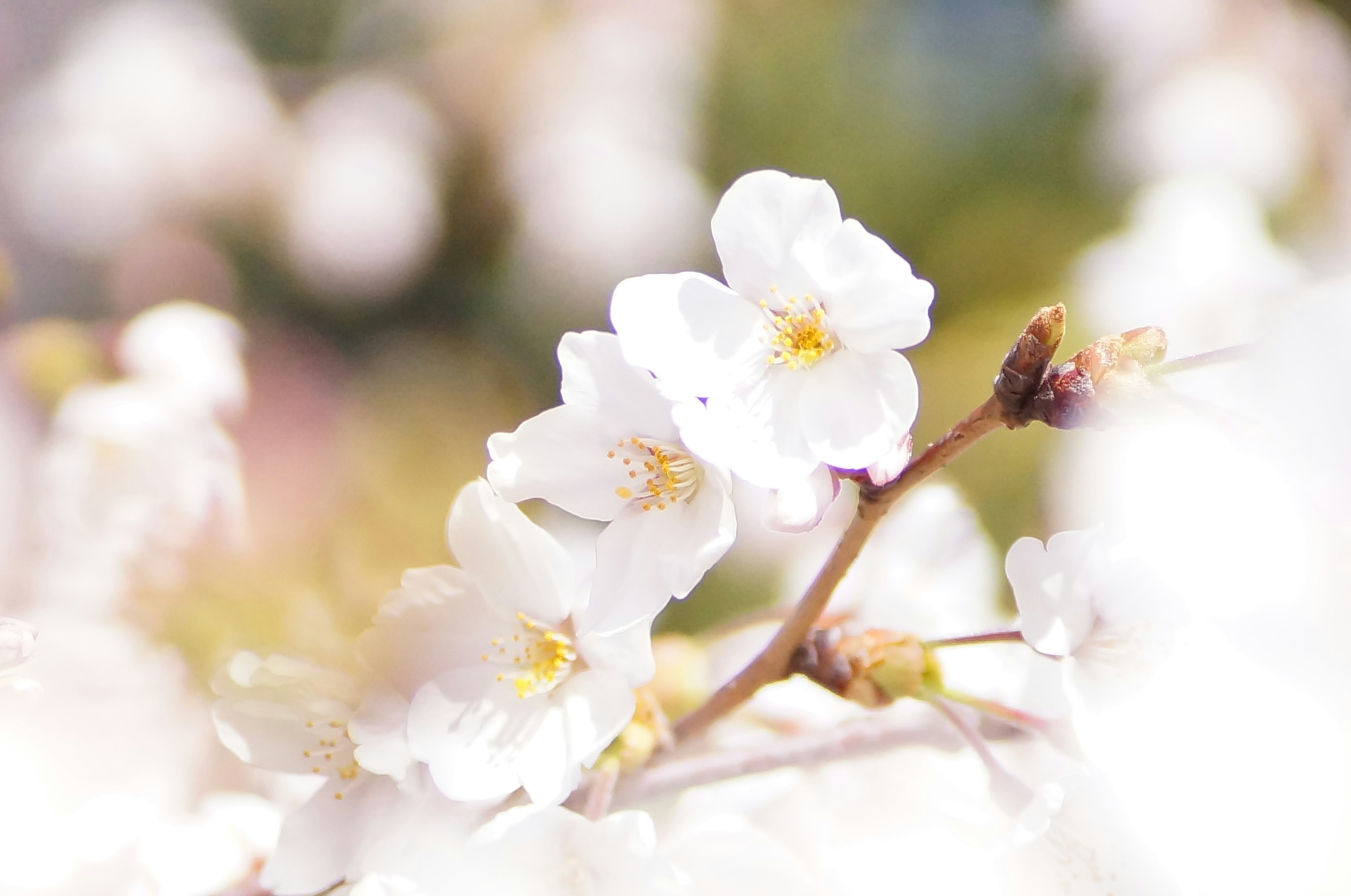 Close-up bunga sakura dengan kelopak putih dan pusat kuning