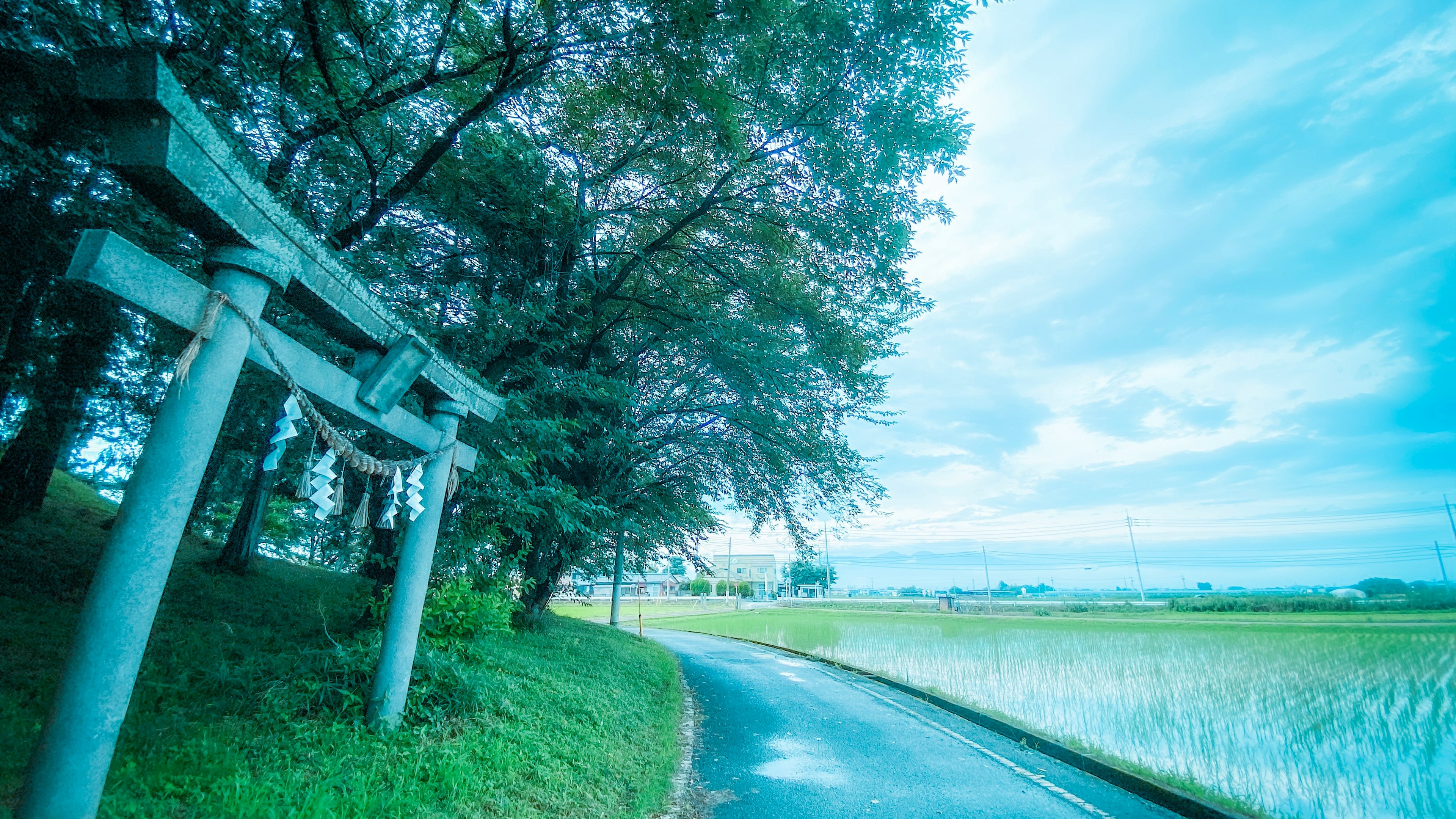 Gerbang torii di samping jalan berkelok dengan sawah di bawah langit biru