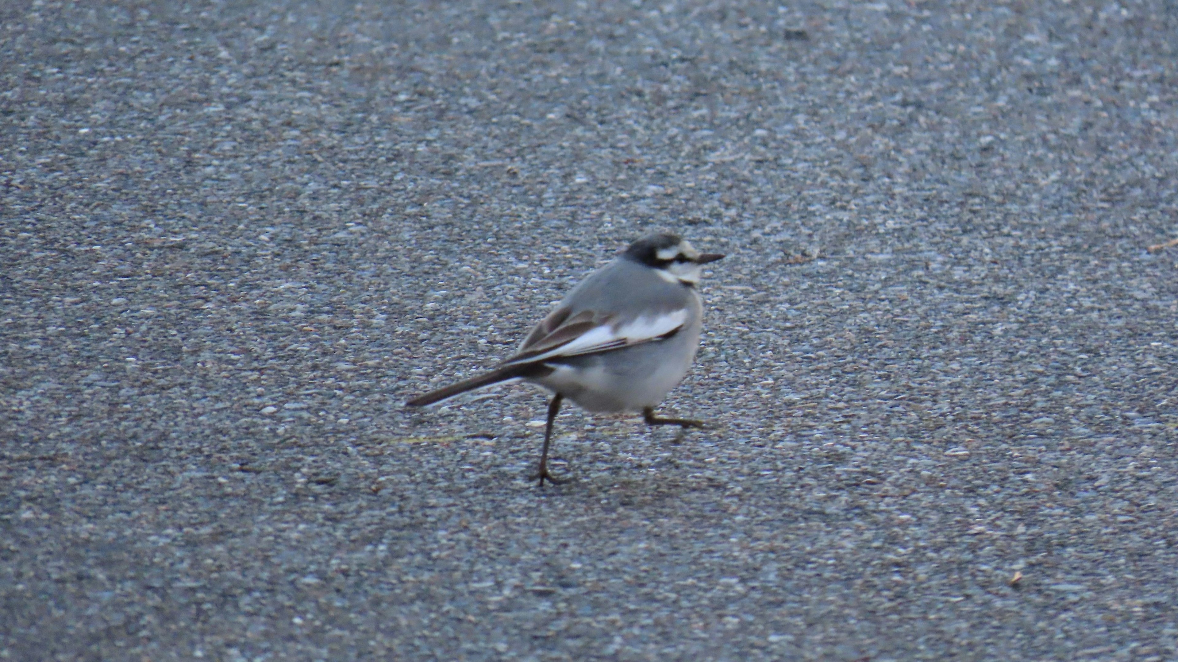 Un pájaro gris caminando sobre una superficie pavimentada