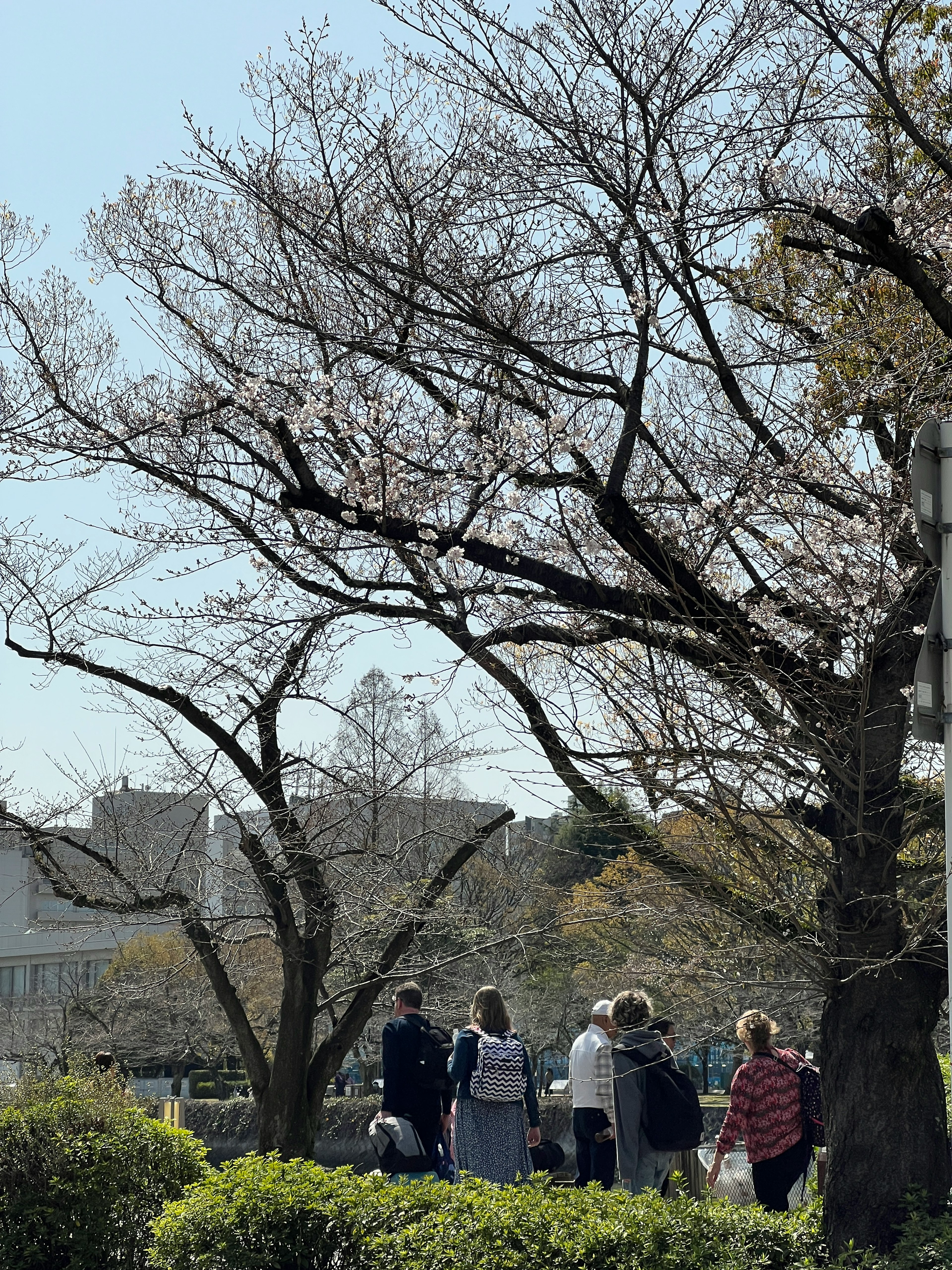 桜の木の下で歩く人々のグループと青空