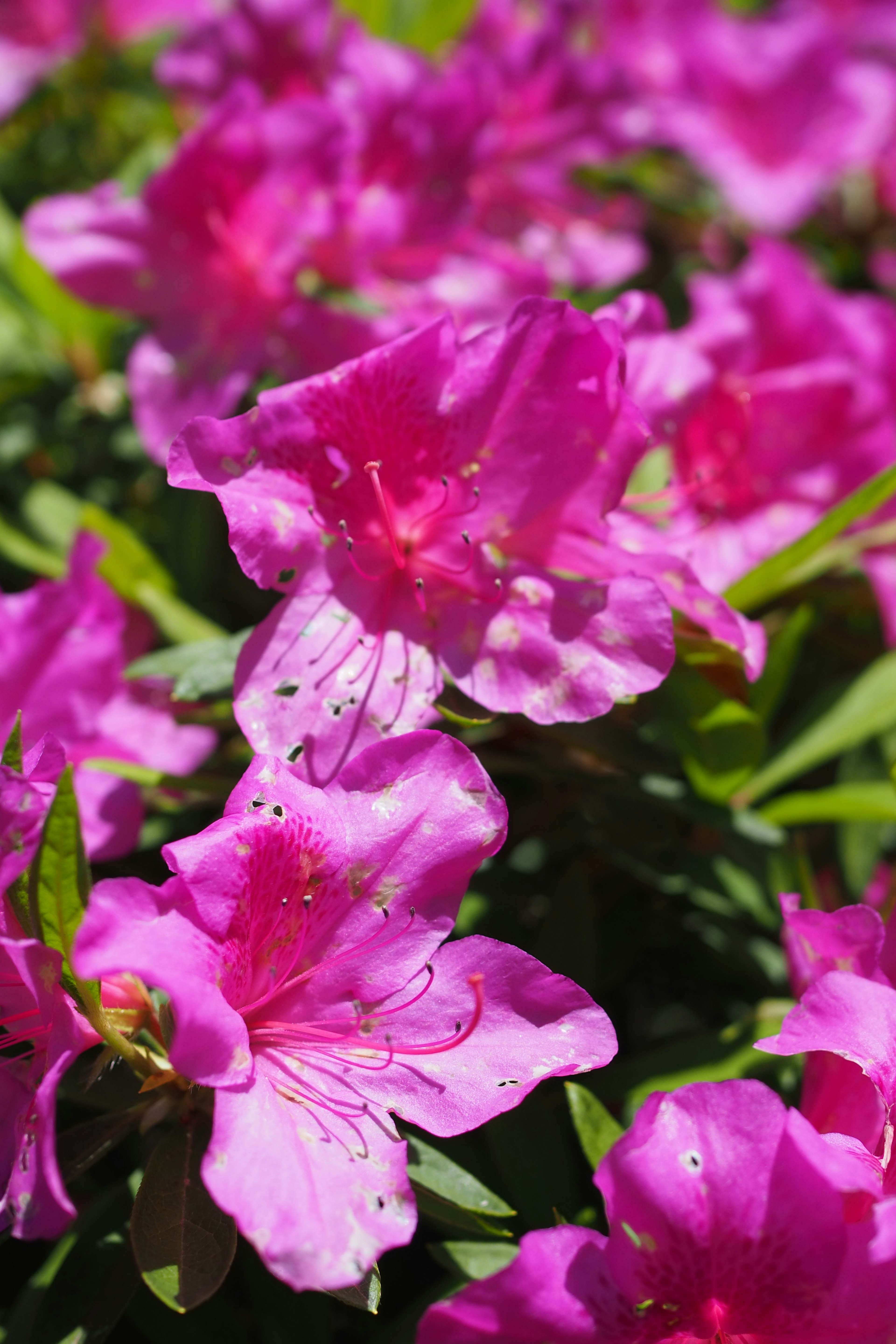 Bunga azalea pink cerah mekar di taman