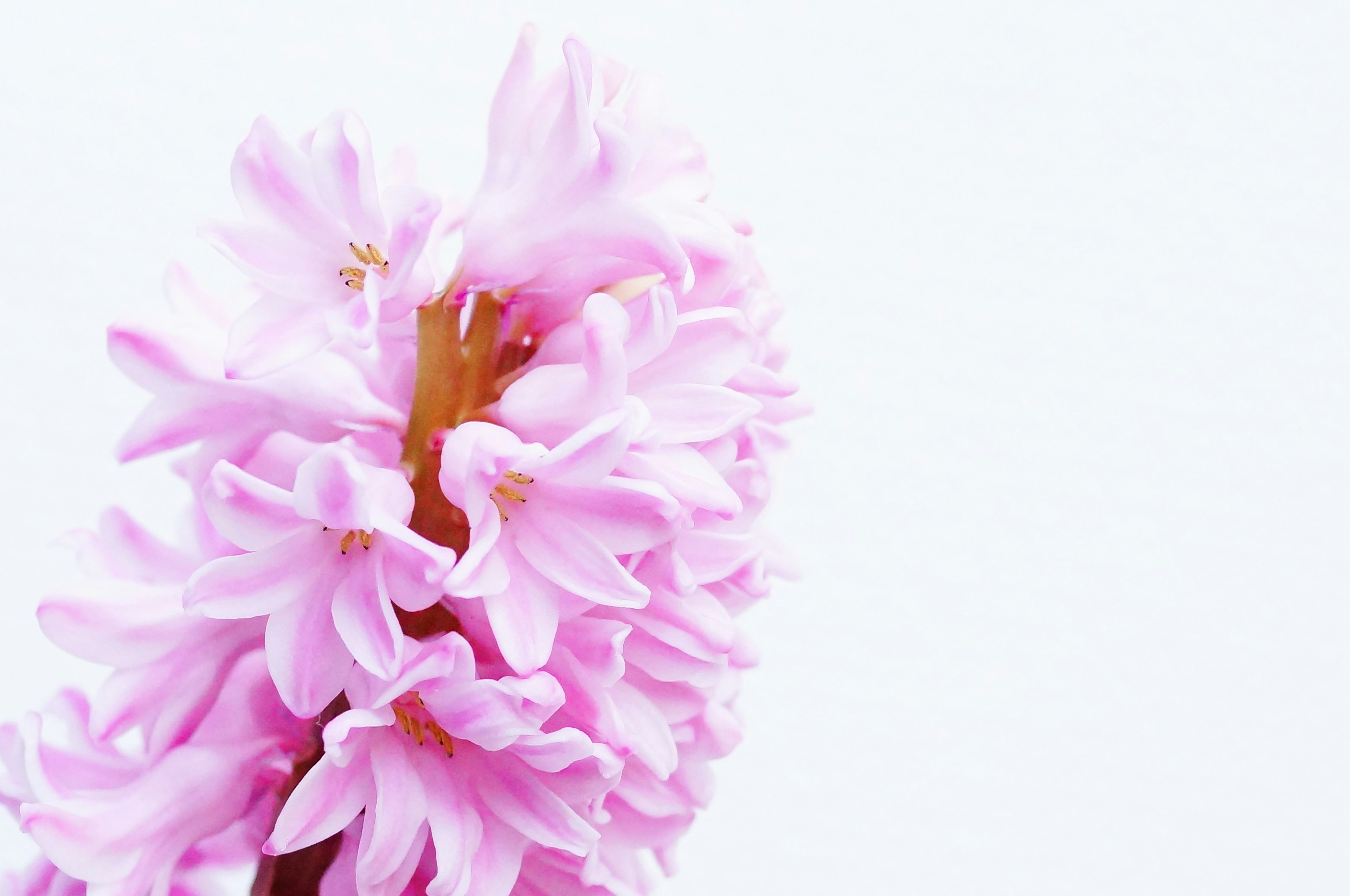 Un fiore di giacinto rosa pallido si staglia su uno sfondo bianco