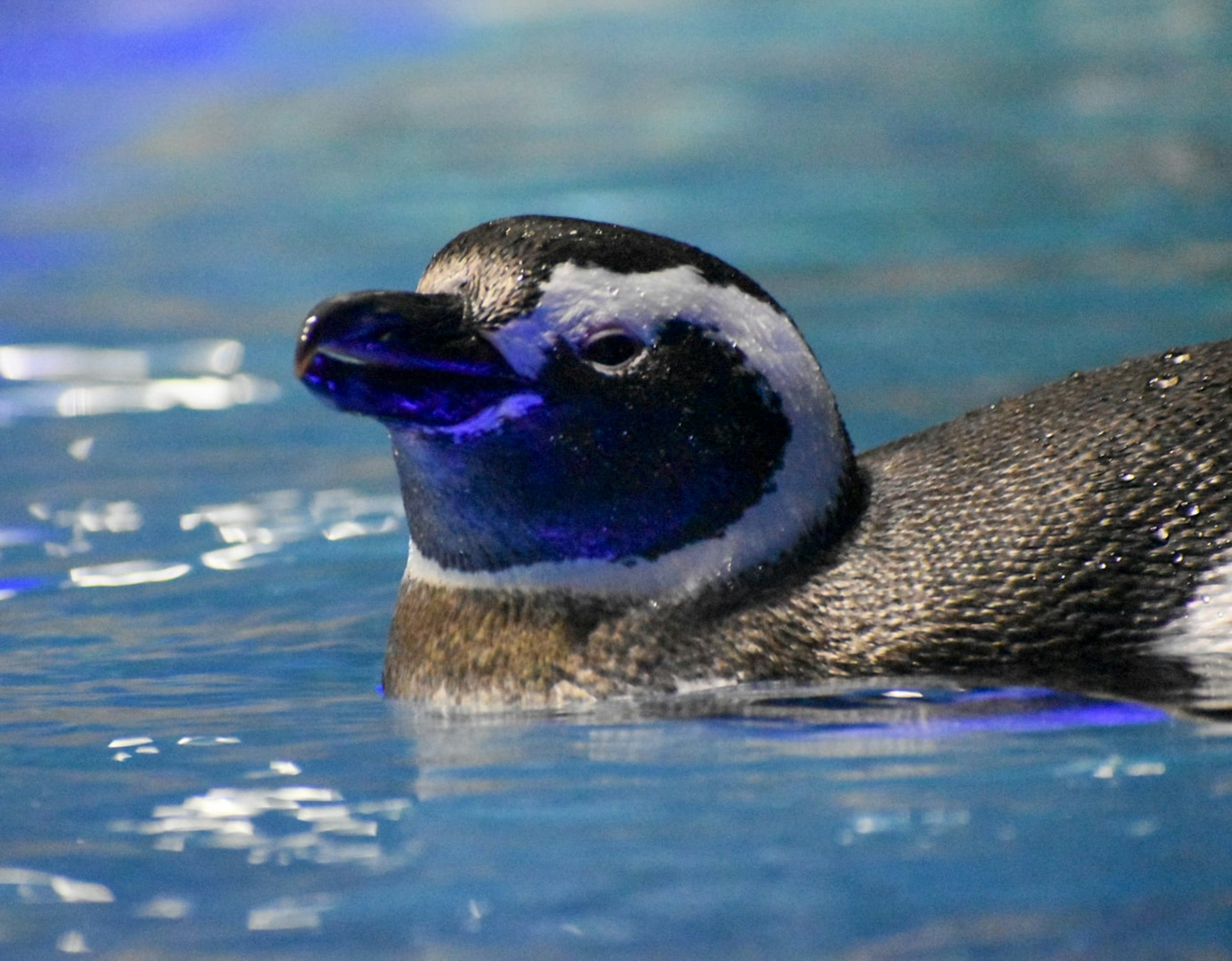 Primo piano di un pinguino che nuota in acqua blu