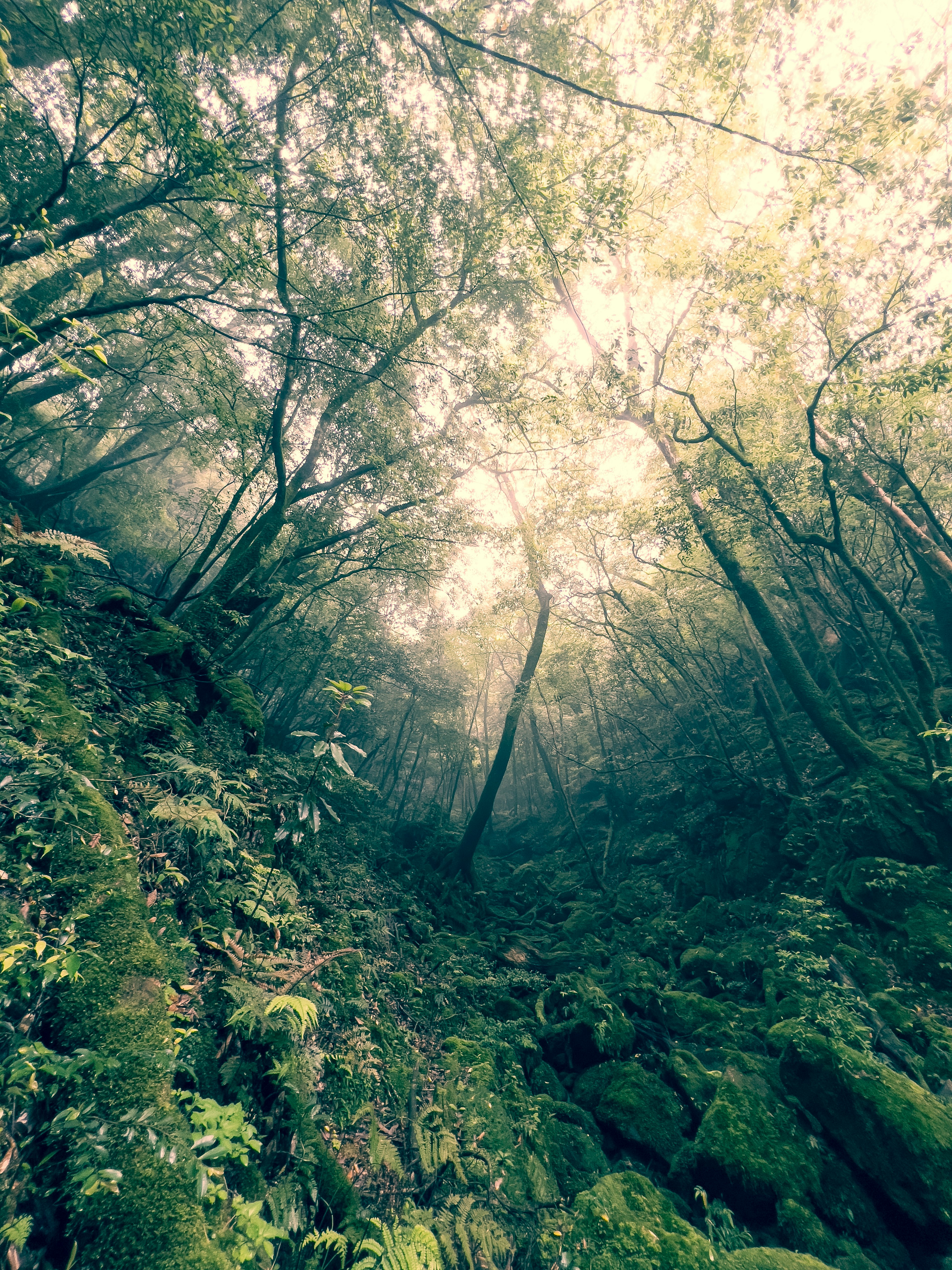 Paesaggio forestale avvolto nella nebbia con terreno coperto di muschio verde e alberi alti che lasciano filtrare una luce soffusa