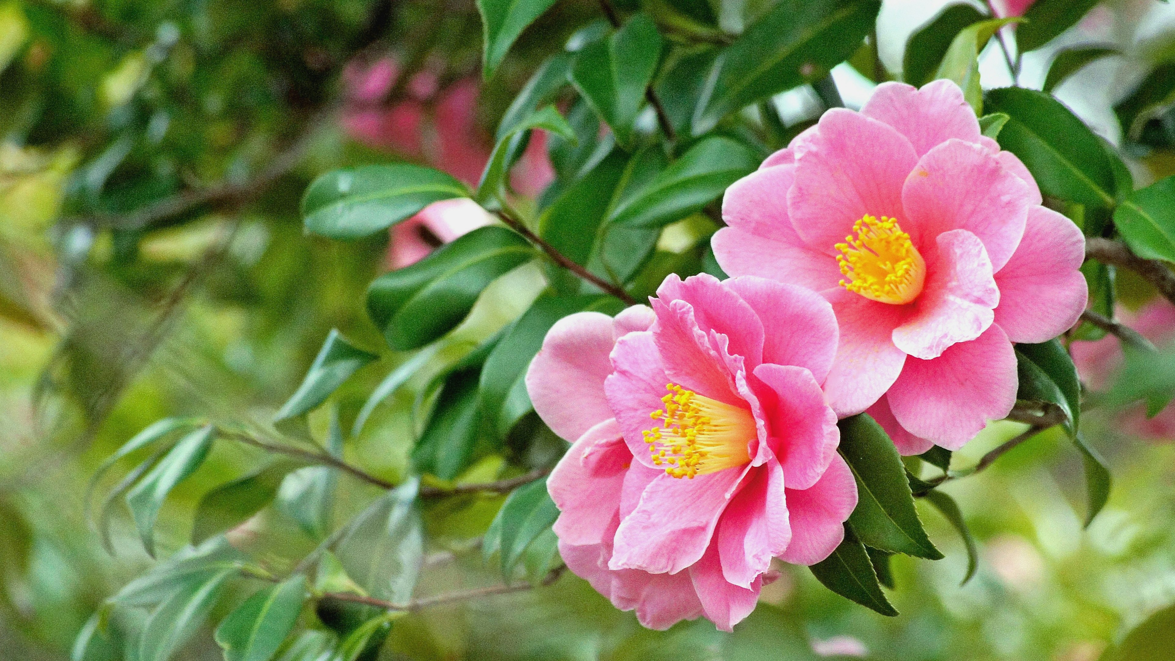 美丽的茶花特写，粉色花瓣和绿色叶子