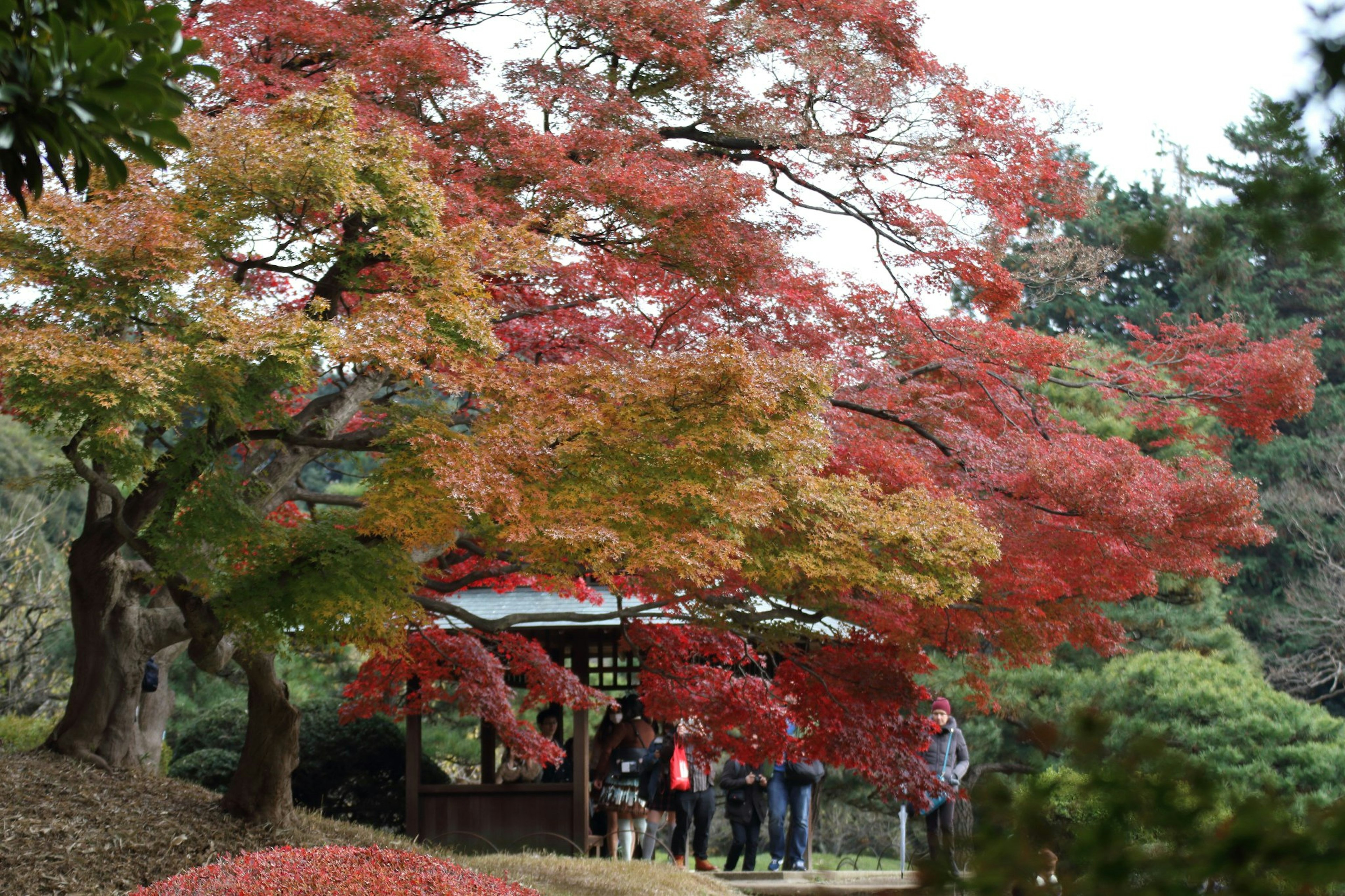 Scène de parc avec des arbres d'automne colorés et un pavillon