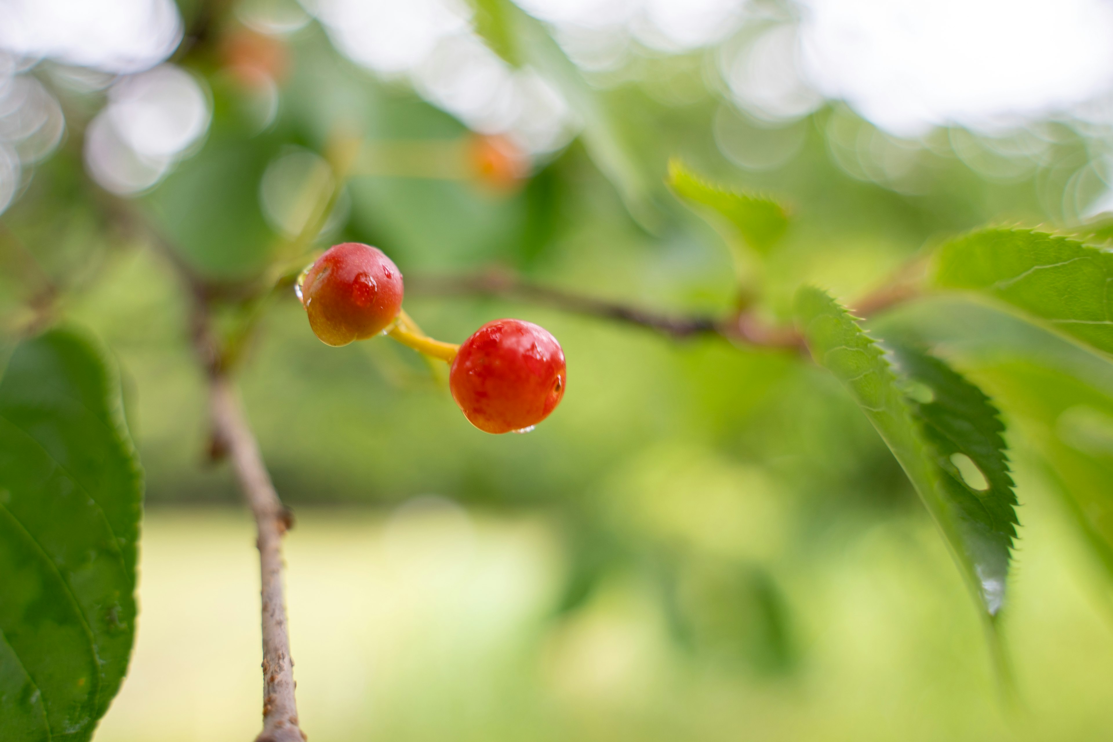 Close-up dari cabang pohon ceri dengan daun hijau dan buah merah