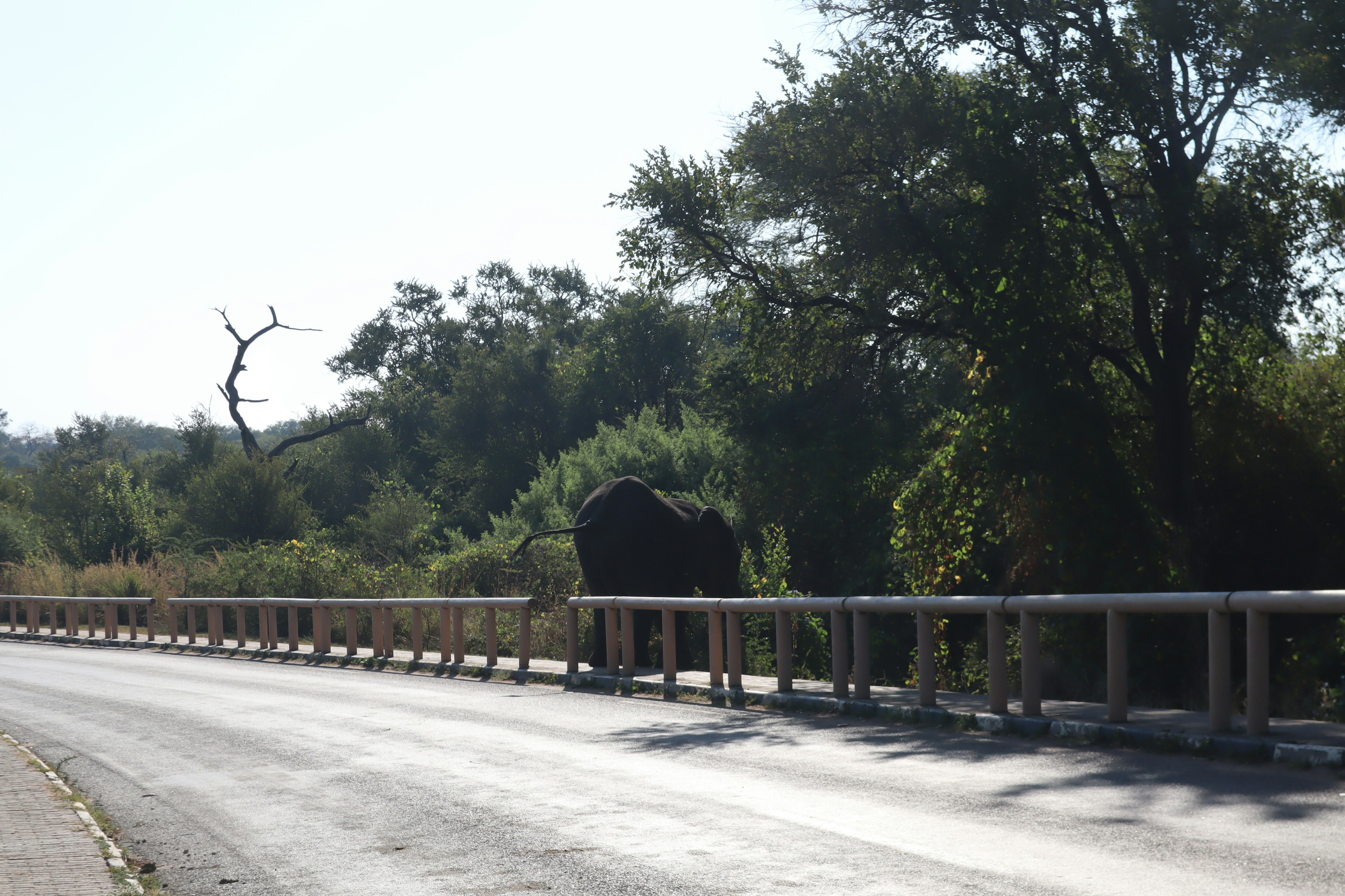 Eine schwarze Kuh steht neben der Straße mit grünen Bäumen im Hintergrund