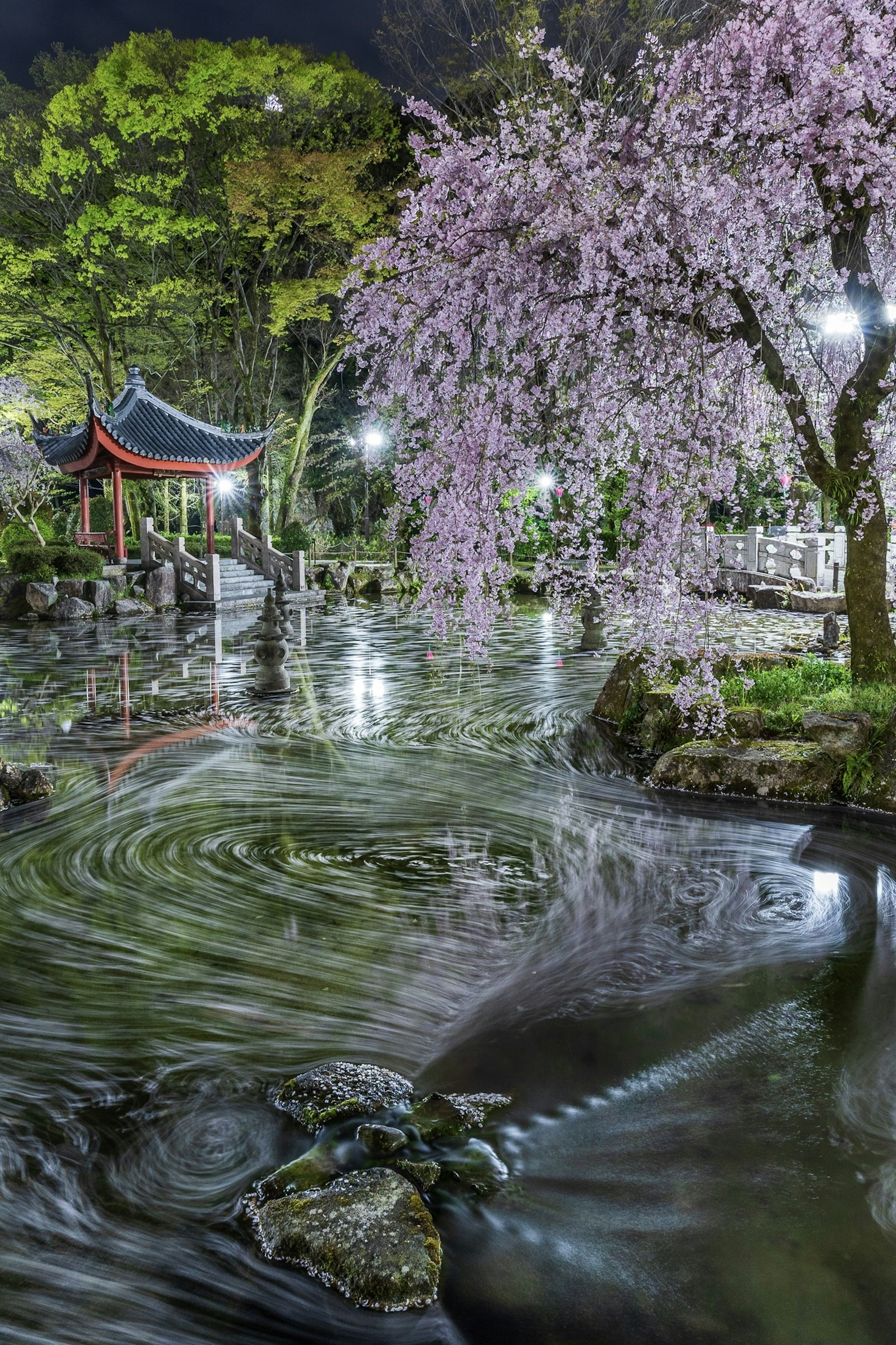 Pemandangan malam kolam dengan bunga sakura dan batu