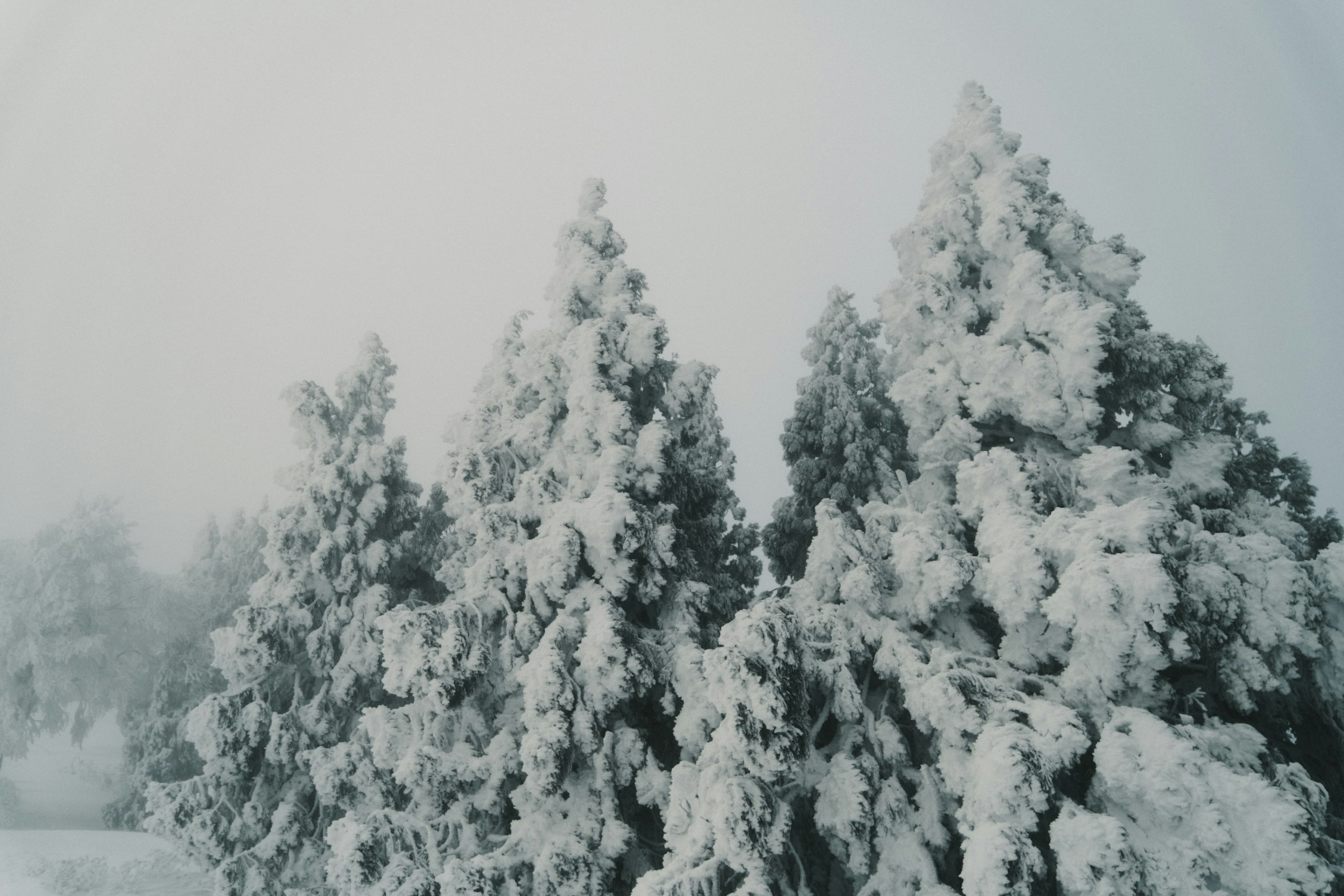 Eine Landschaft mit schneebedeckten Bäumen im Nebel