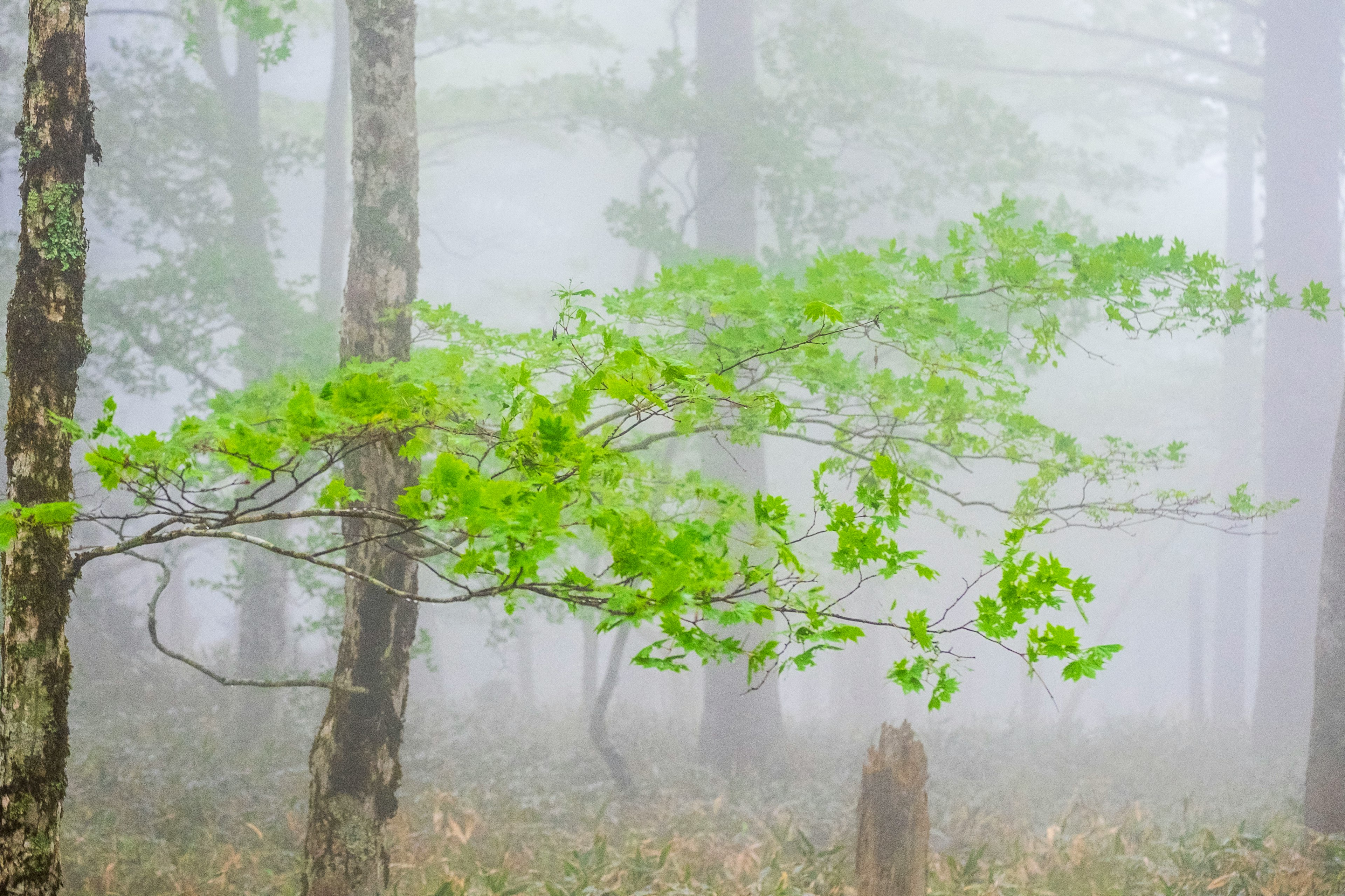 Une branche avec des feuilles vertes dans une forêt brumeuse