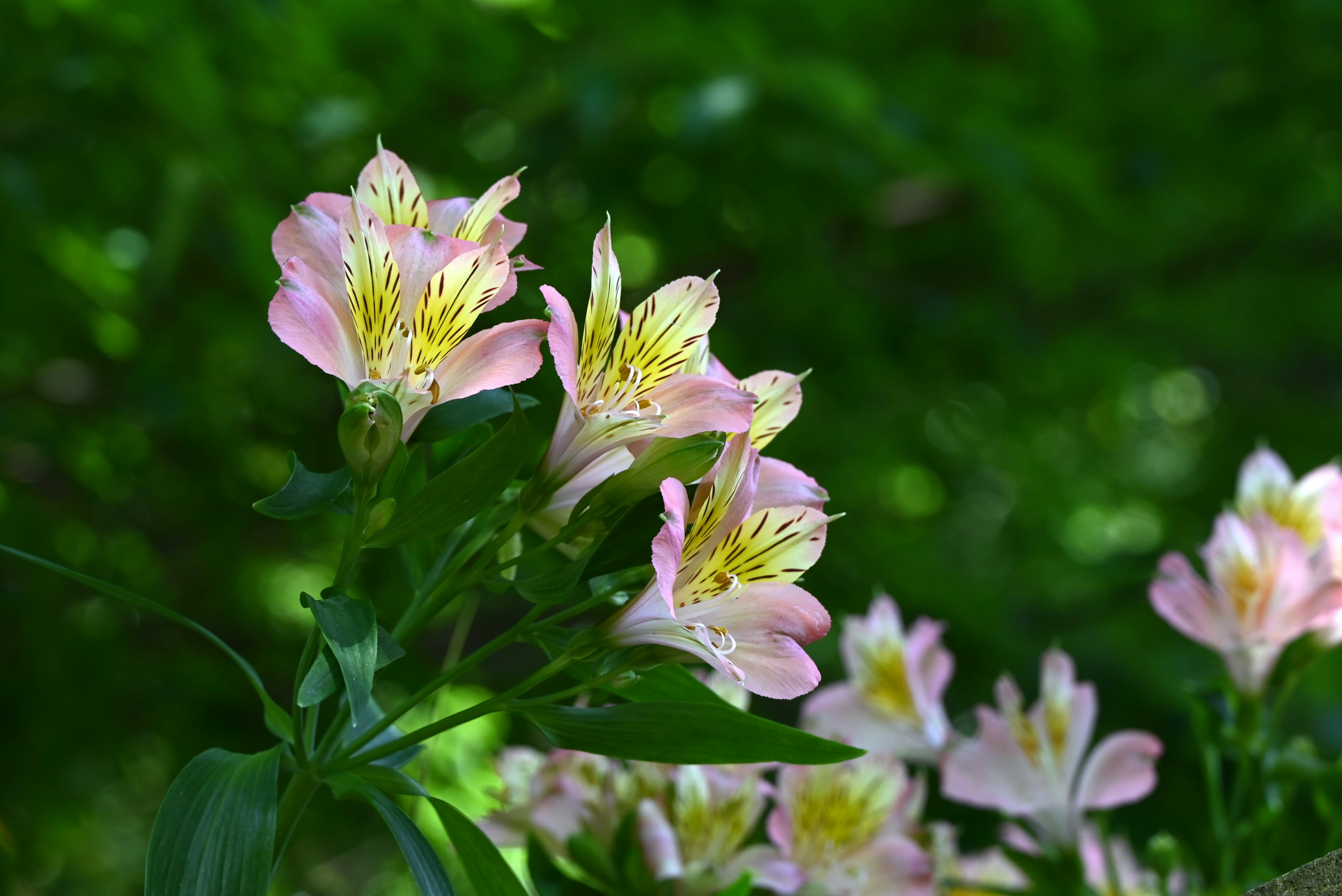 特寫的阿爾斯特羅梅里亞花朵，淺粉色花瓣和綠色葉子