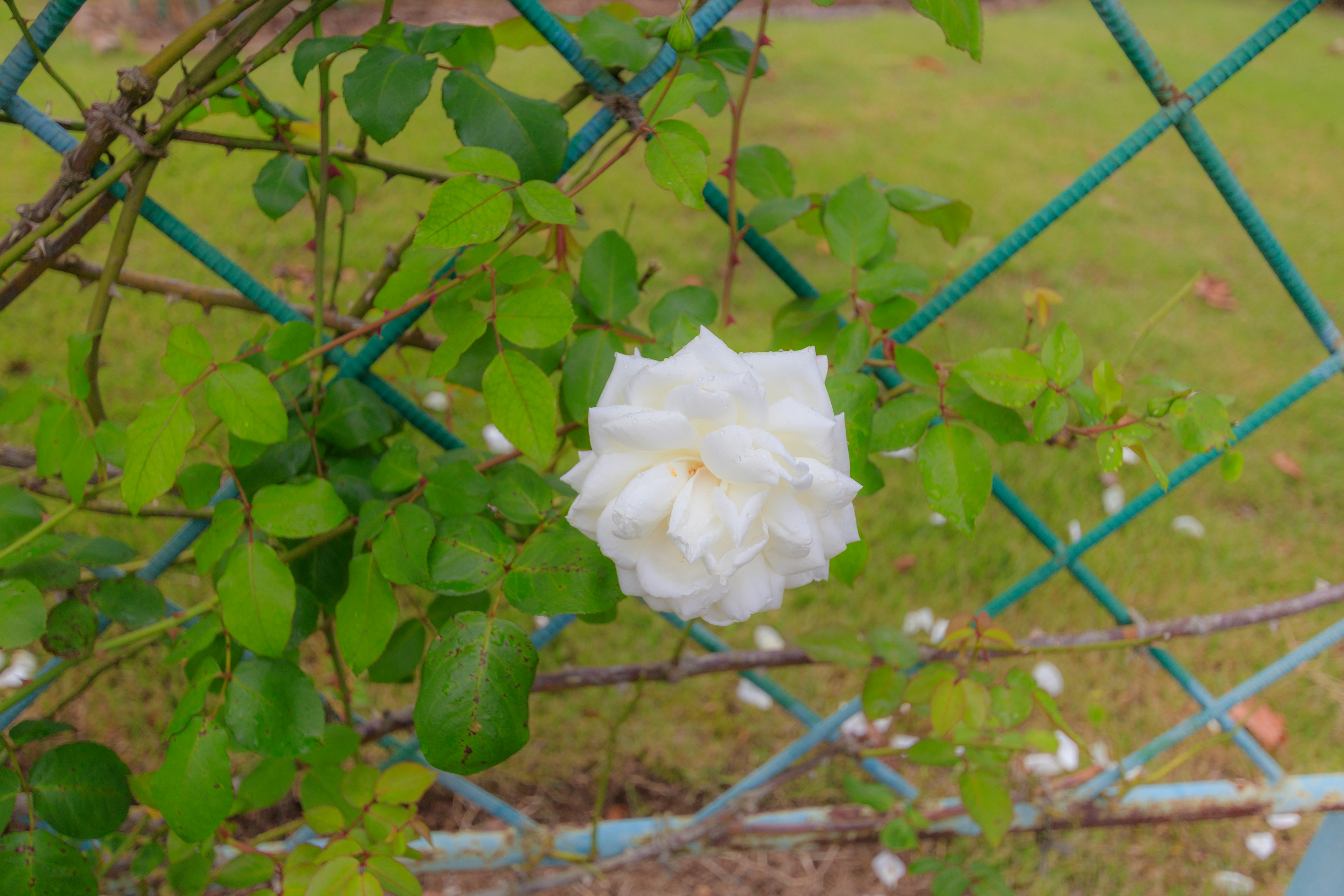 Eine weiße Rosenblüte umgeben von grünen Blättern an einem Gitter