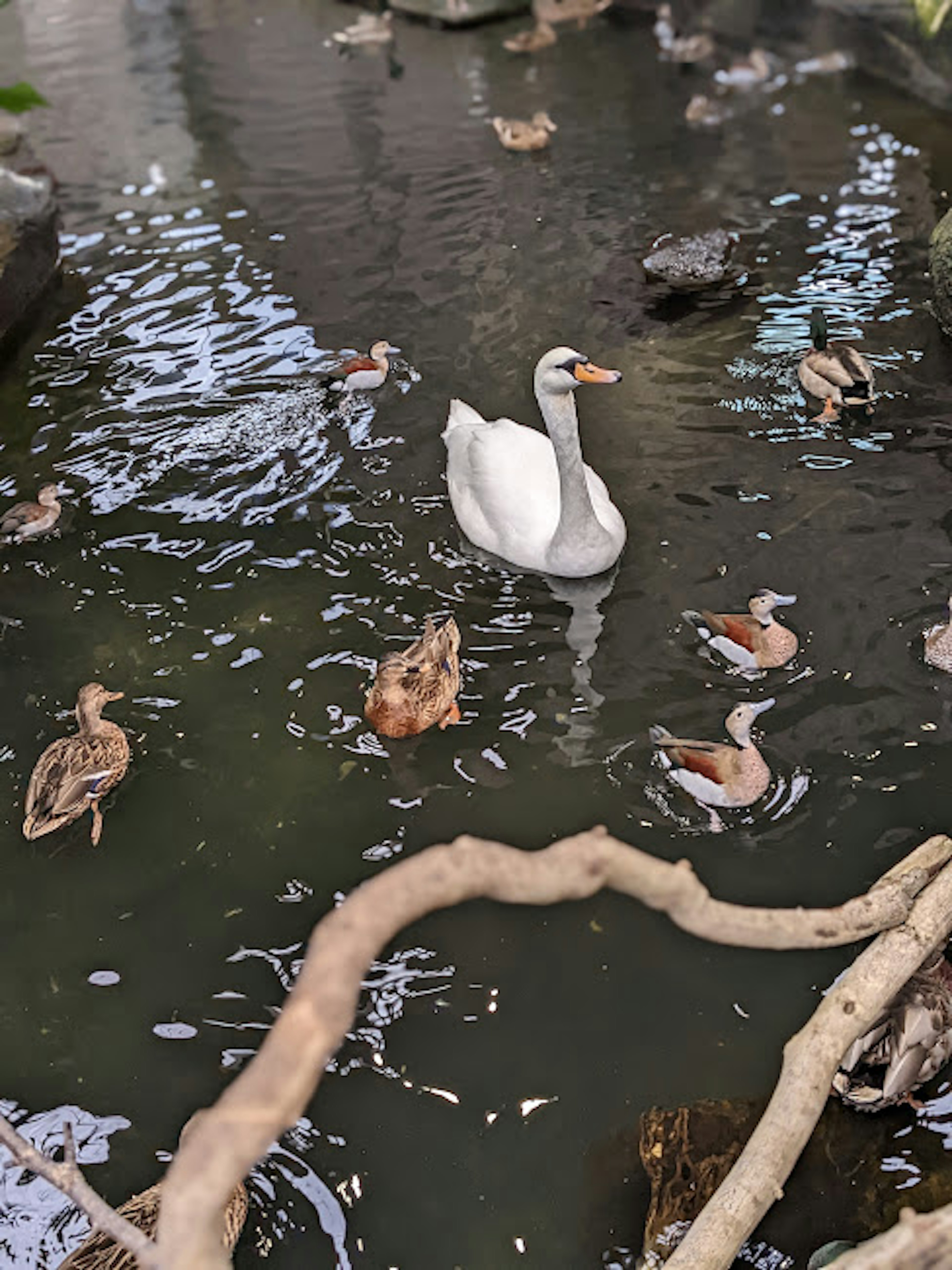 A white swan swimming among various ducks in a pond