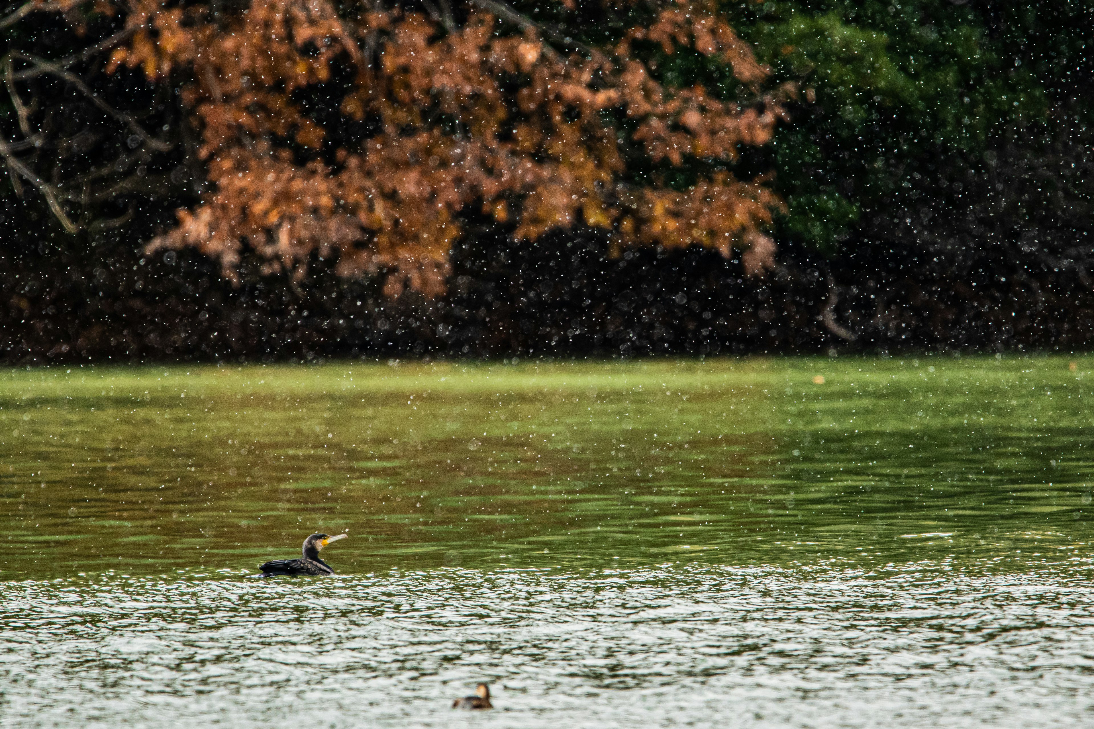 Un uccello che galleggia sull'acqua con alberi colorati sullo sfondo