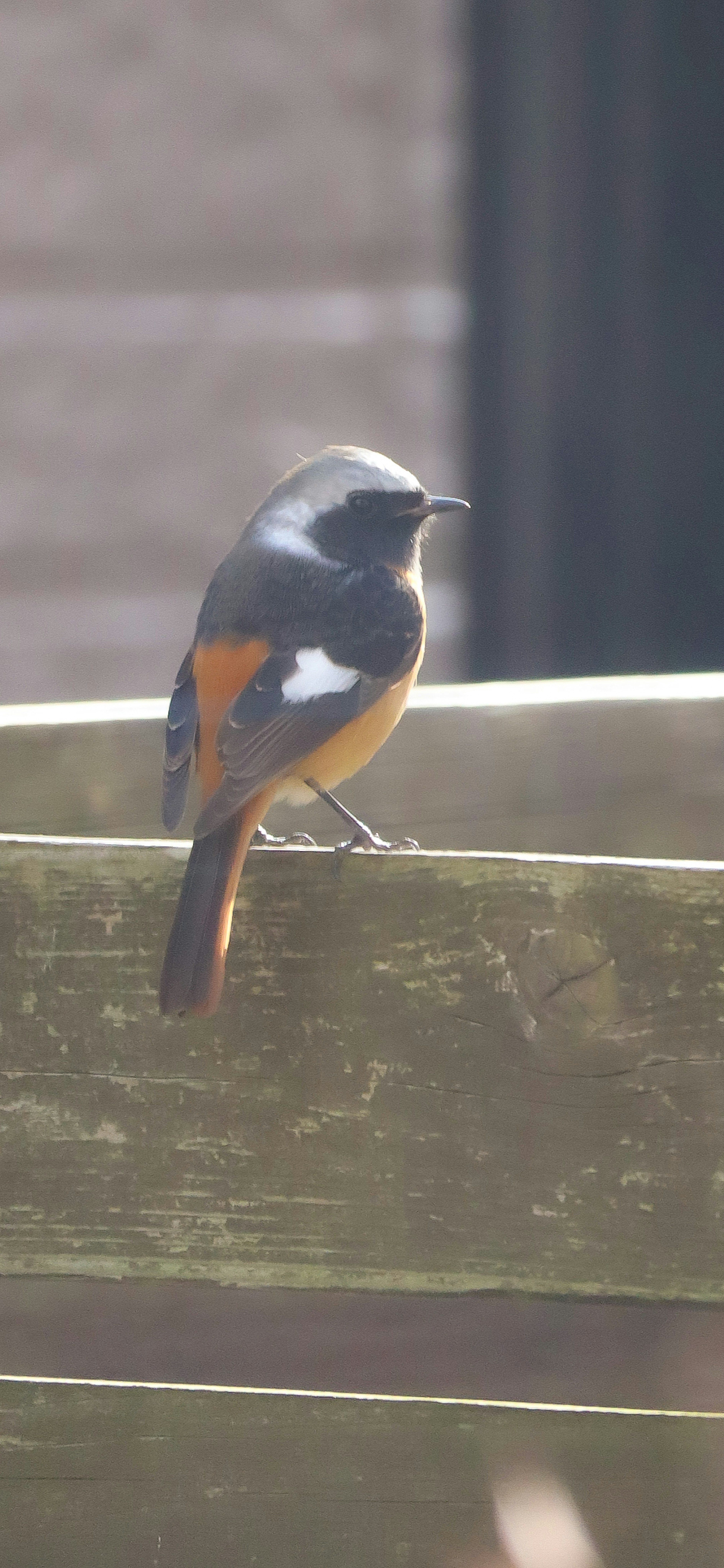 Un pequeño pájaro con plumas negras y una cola naranja posado en una cerca