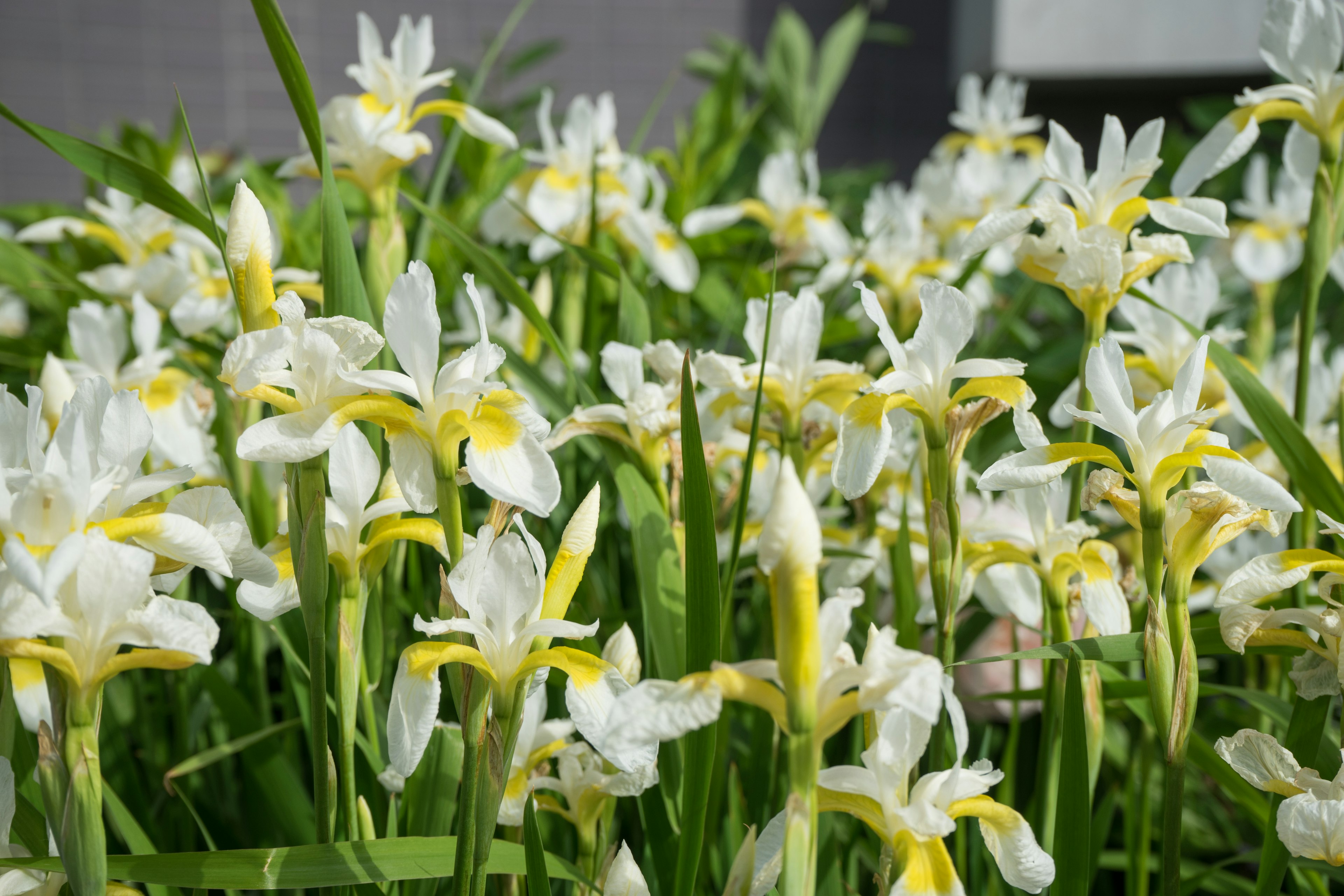 Field of white flowers with yellow accents among green leaves