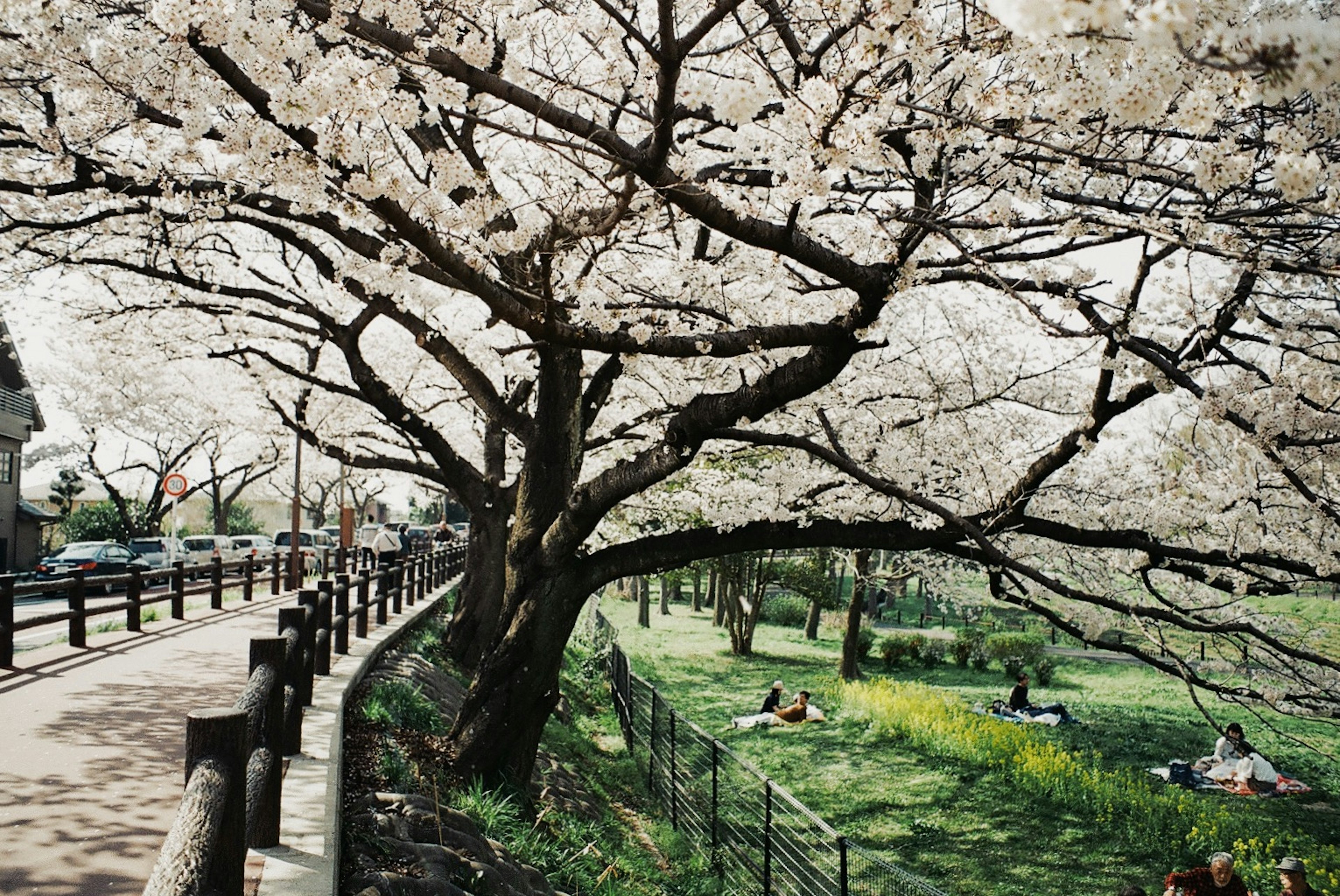 Park scene featuring a cherry blossom tree and green grass