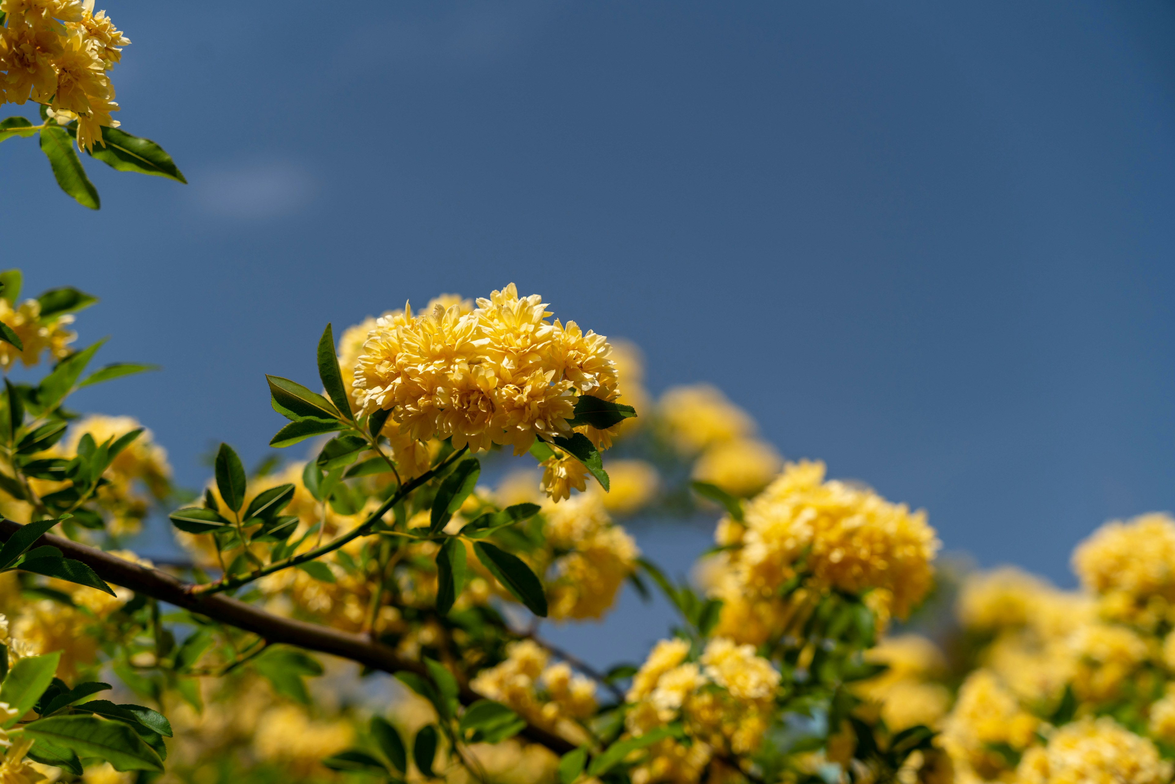 Nahaufnahme von gelben Blumen, die unter einem blauen Himmel blühen