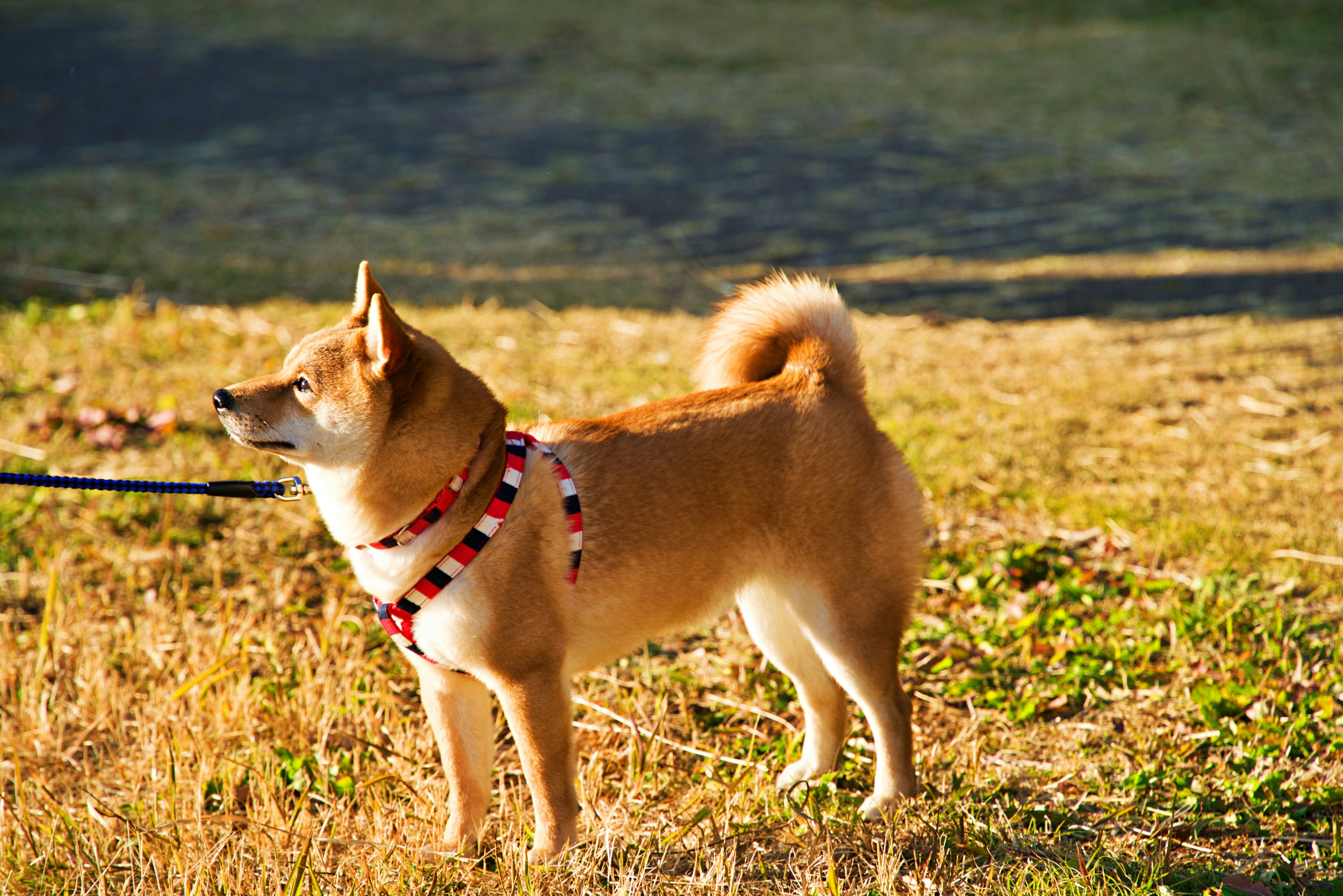 日向で立っている柴犬の特徴的な姿