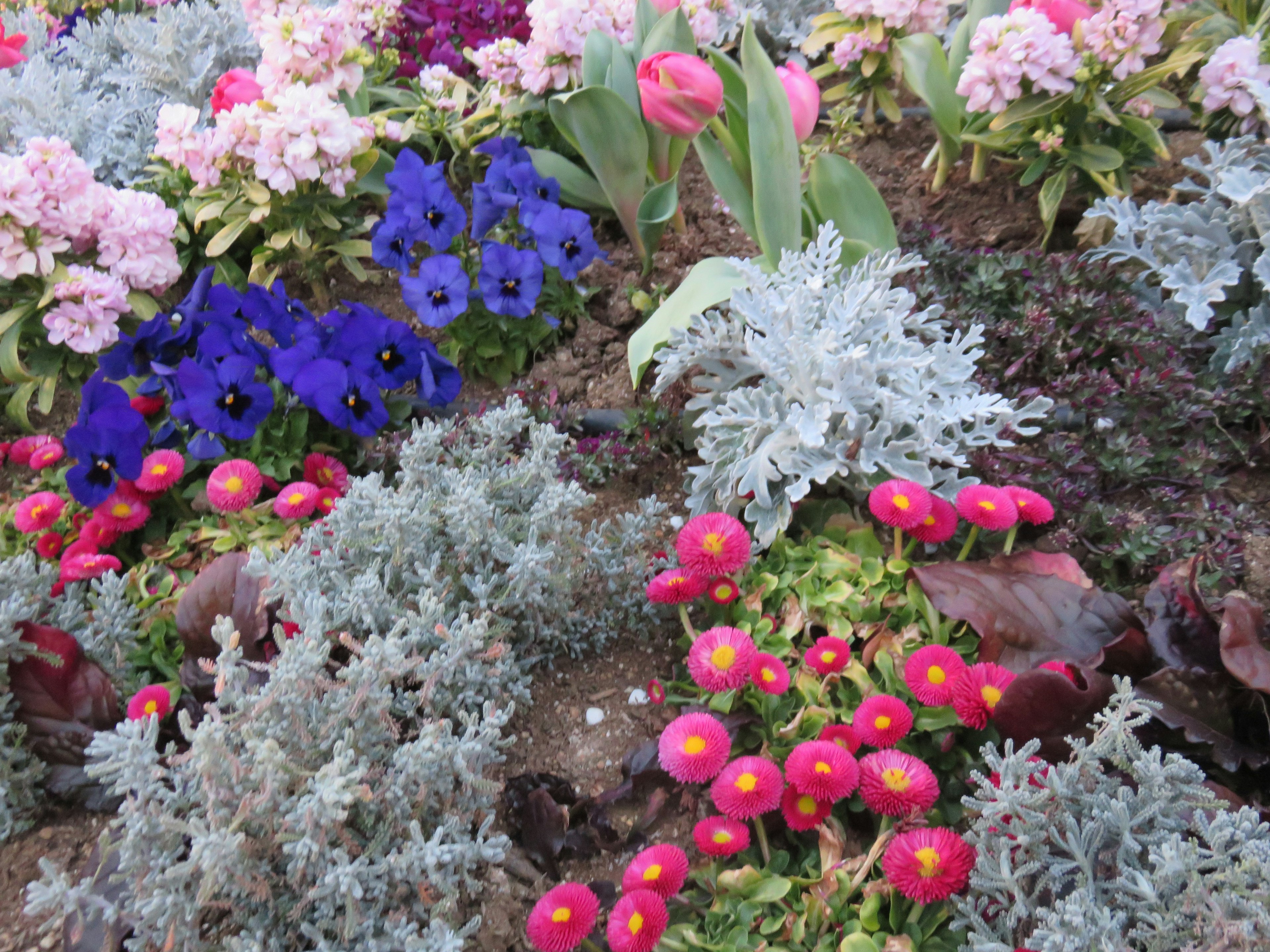 色とりどりの花が咲いている庭の景色