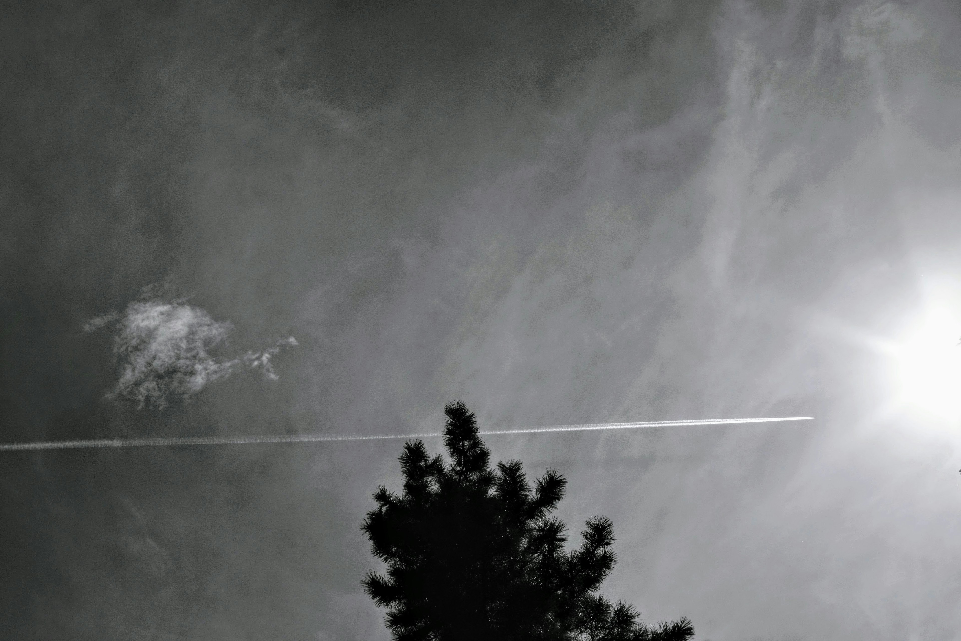 Silhouette eines Baumes mit Flugzeugstreifen und Sonne vor einem schwarz-weißen Himmel