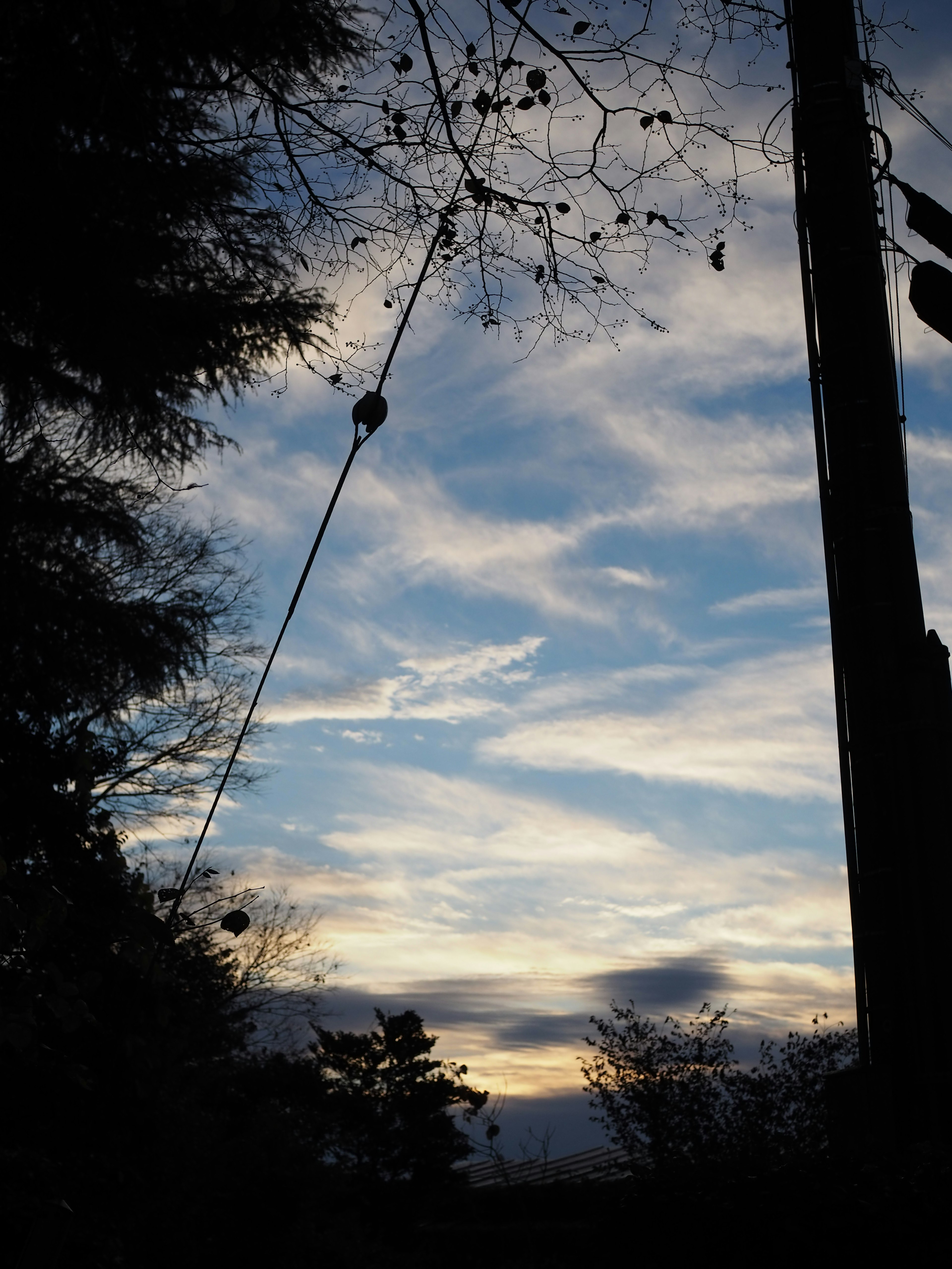 Silhouette di alberi e di un palo della luce contro un cielo blu con nuvole bianche