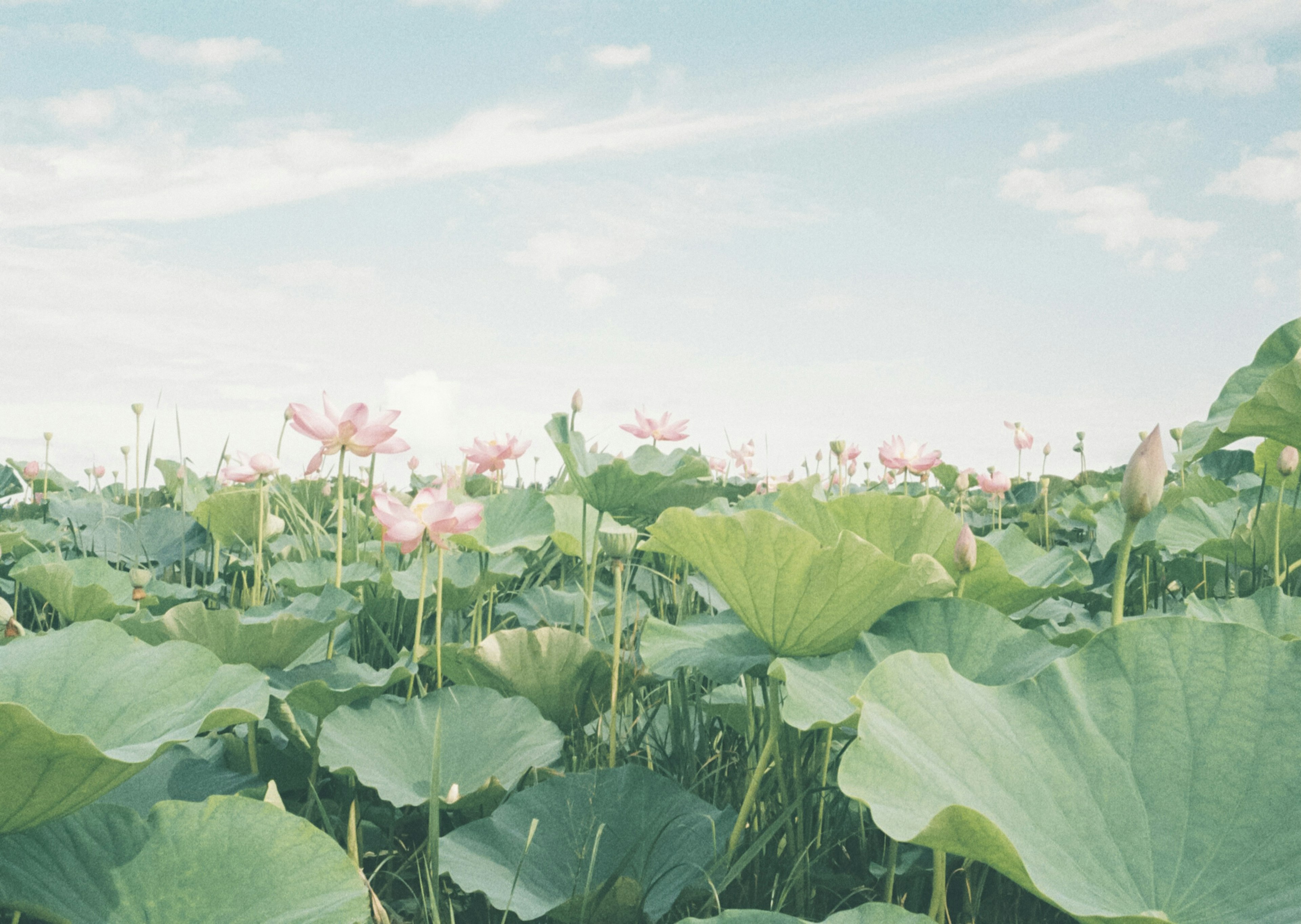 Landscape of lotus flowers and leaves under a blue sky