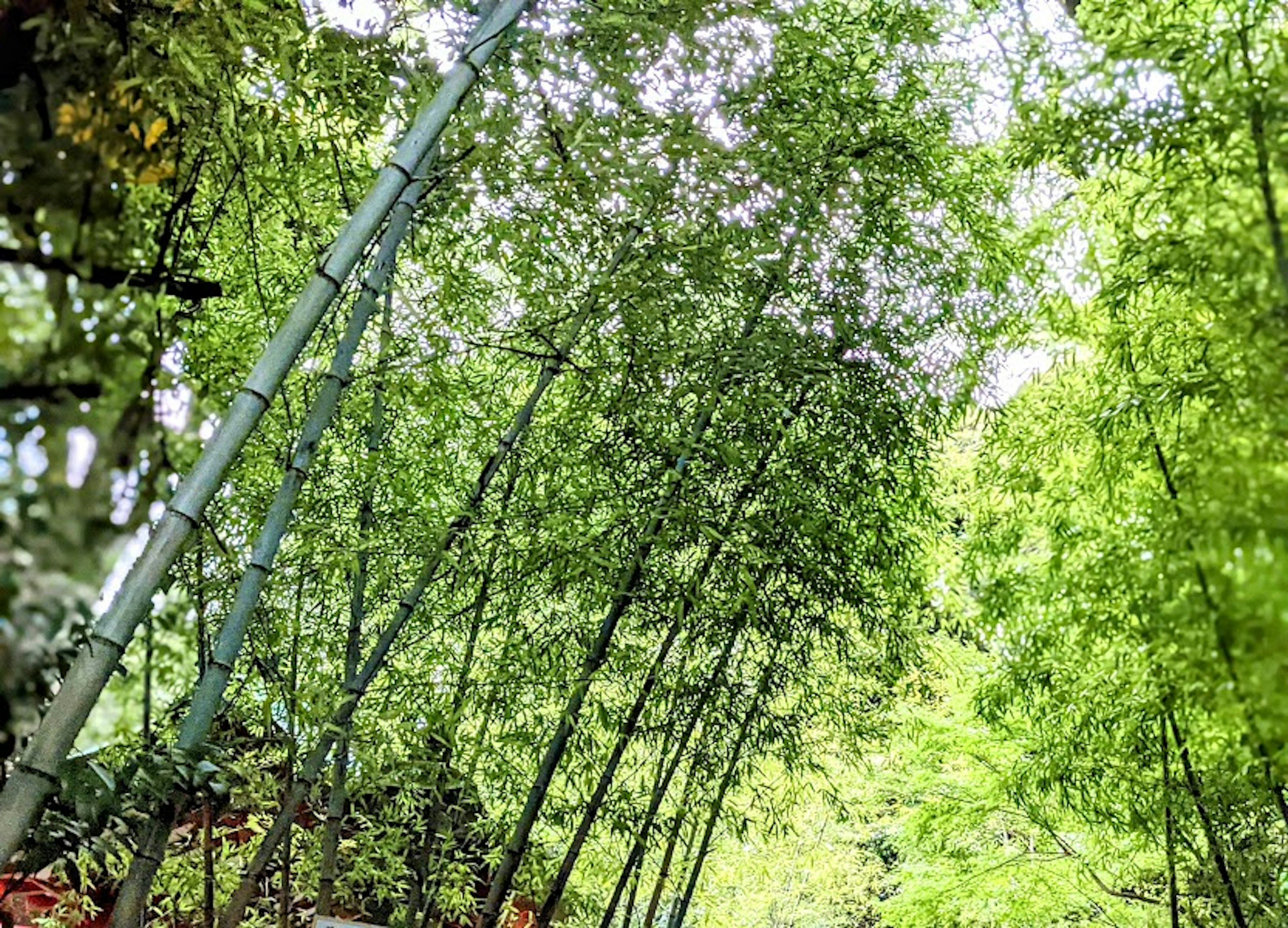 View looking up at a lush green bamboo forest