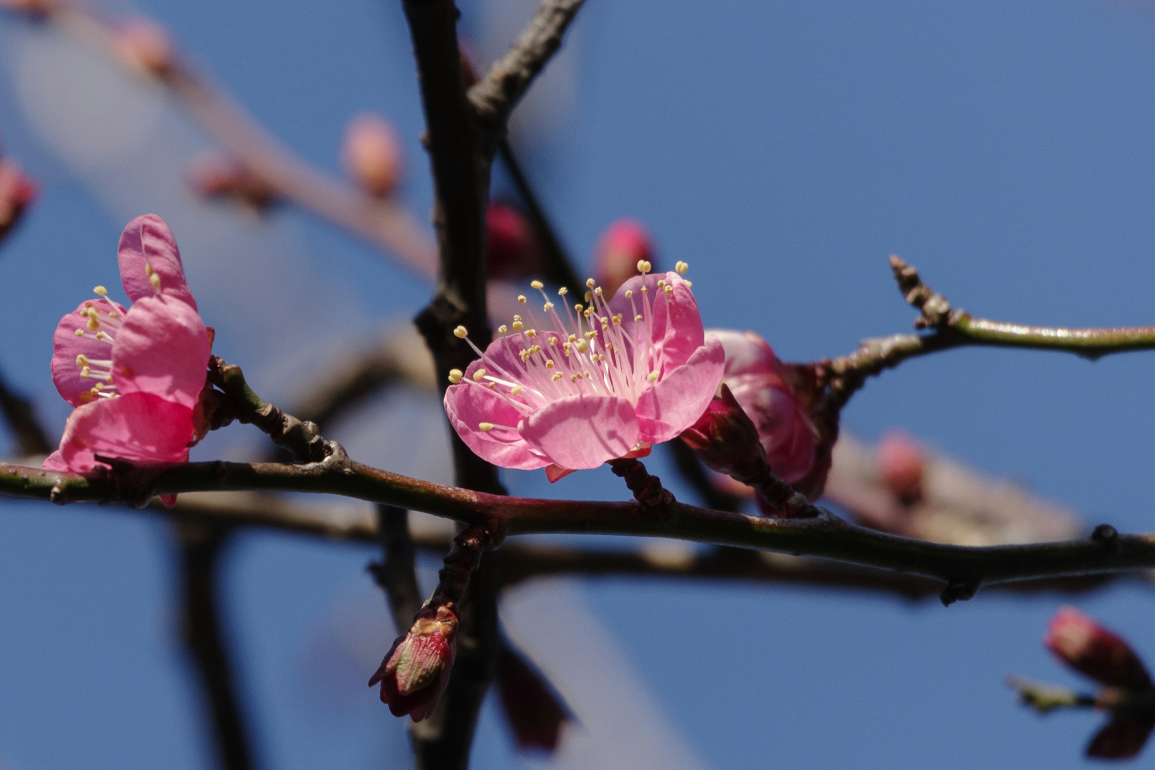 Fiori rosa e boccioli che fioriscono sotto un cielo blu