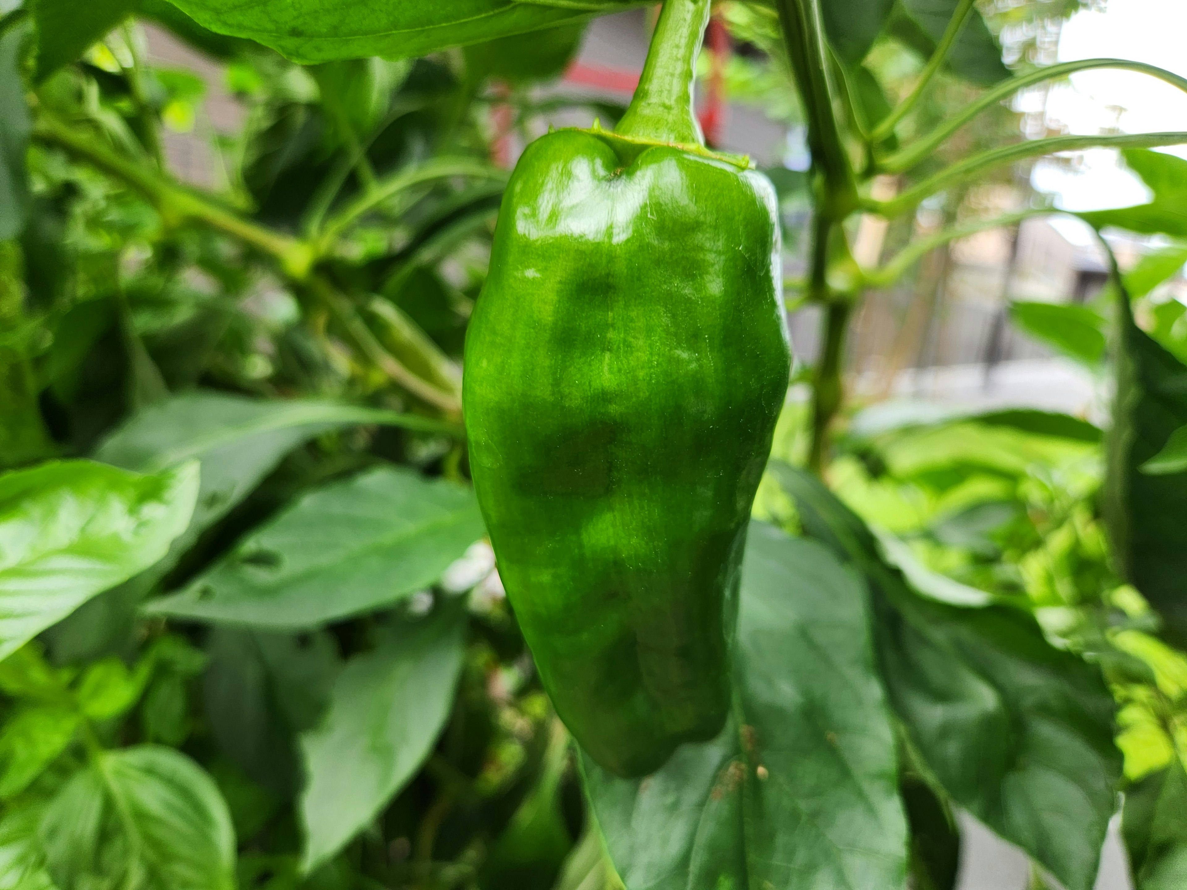 Grüne Paprika hängt zwischen üppigem grünem Laub