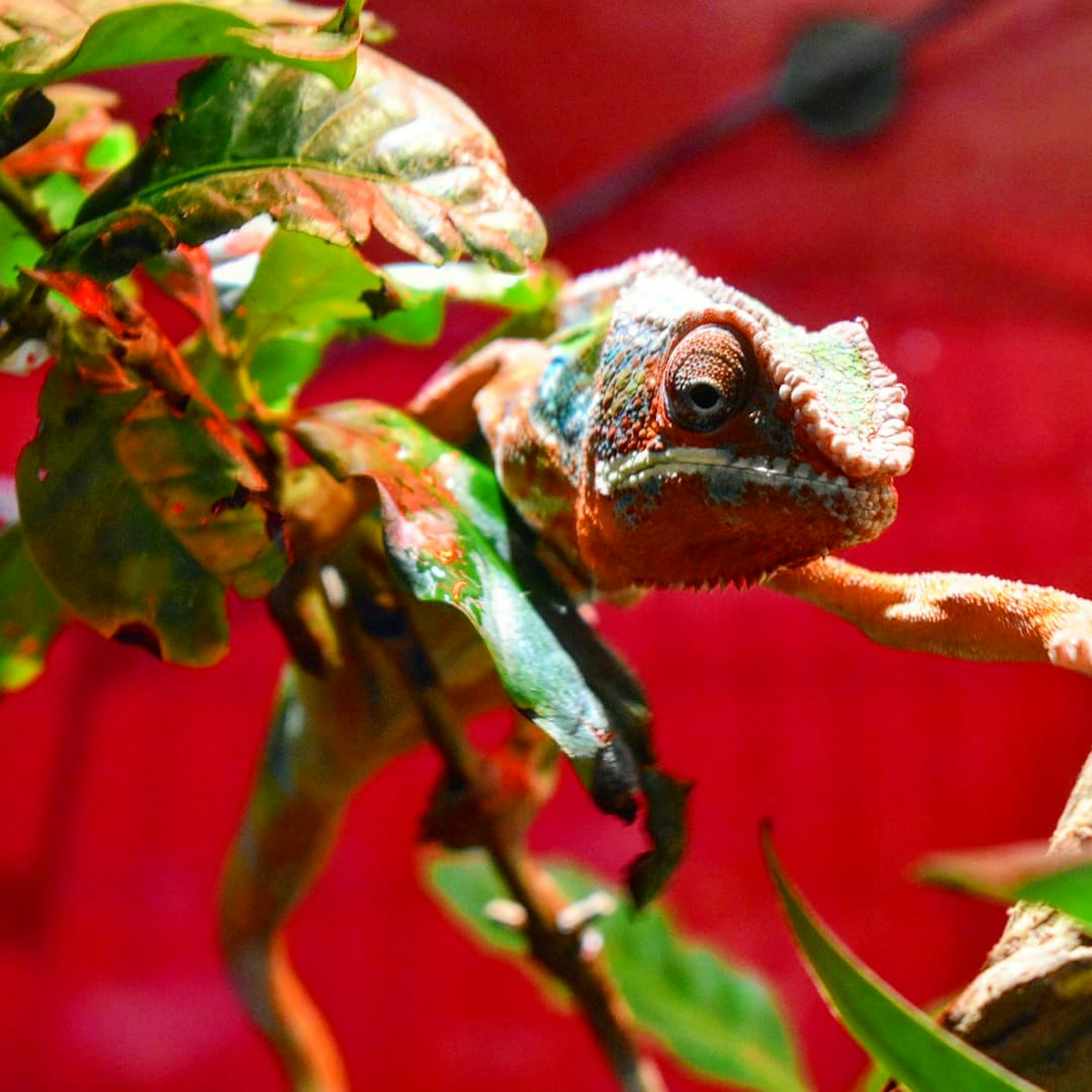 Kameleon bertengger di antara daun hijau dengan latar belakang merah