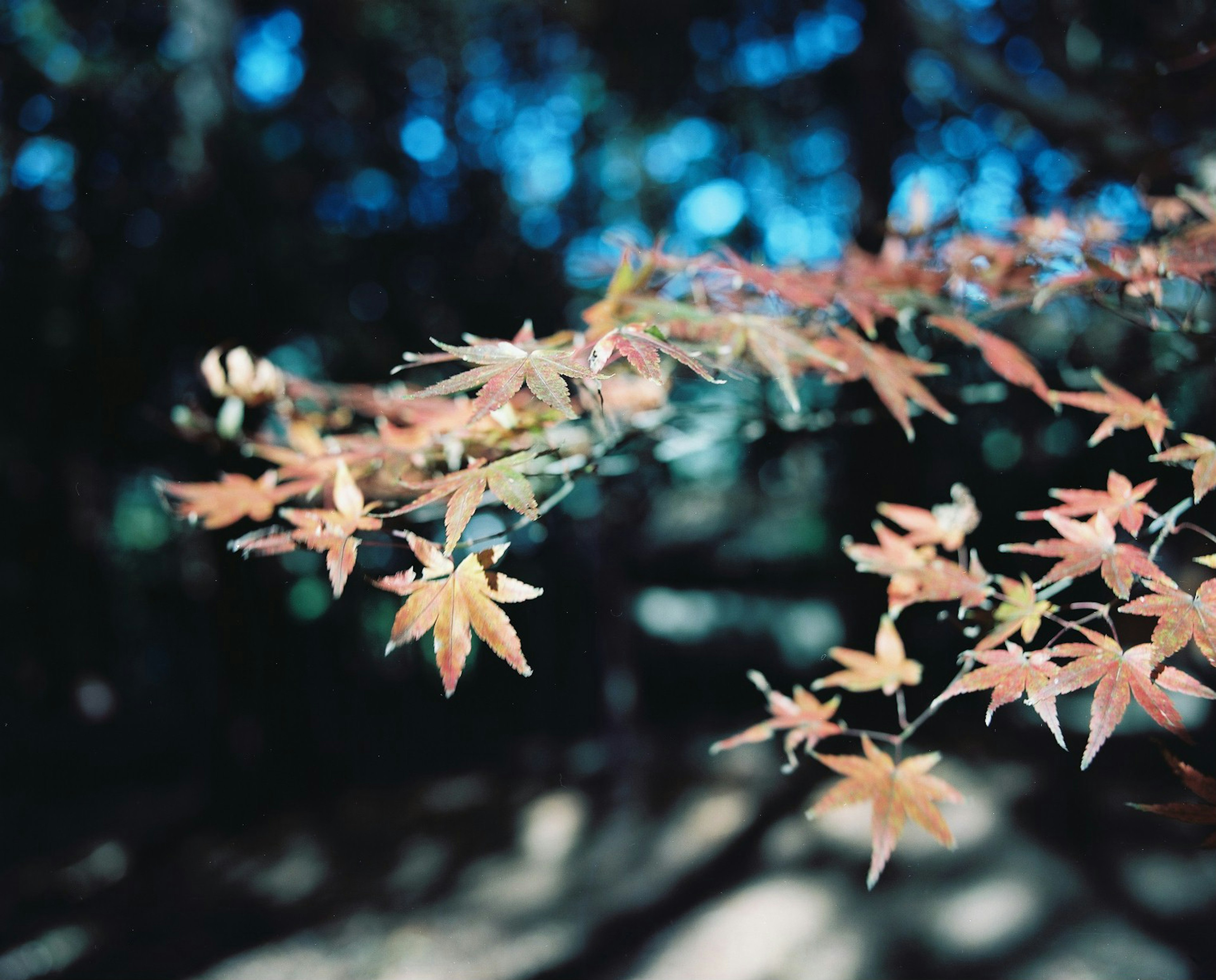 Bunte Ahornblätter vor blauem Hintergrund mit Schatten