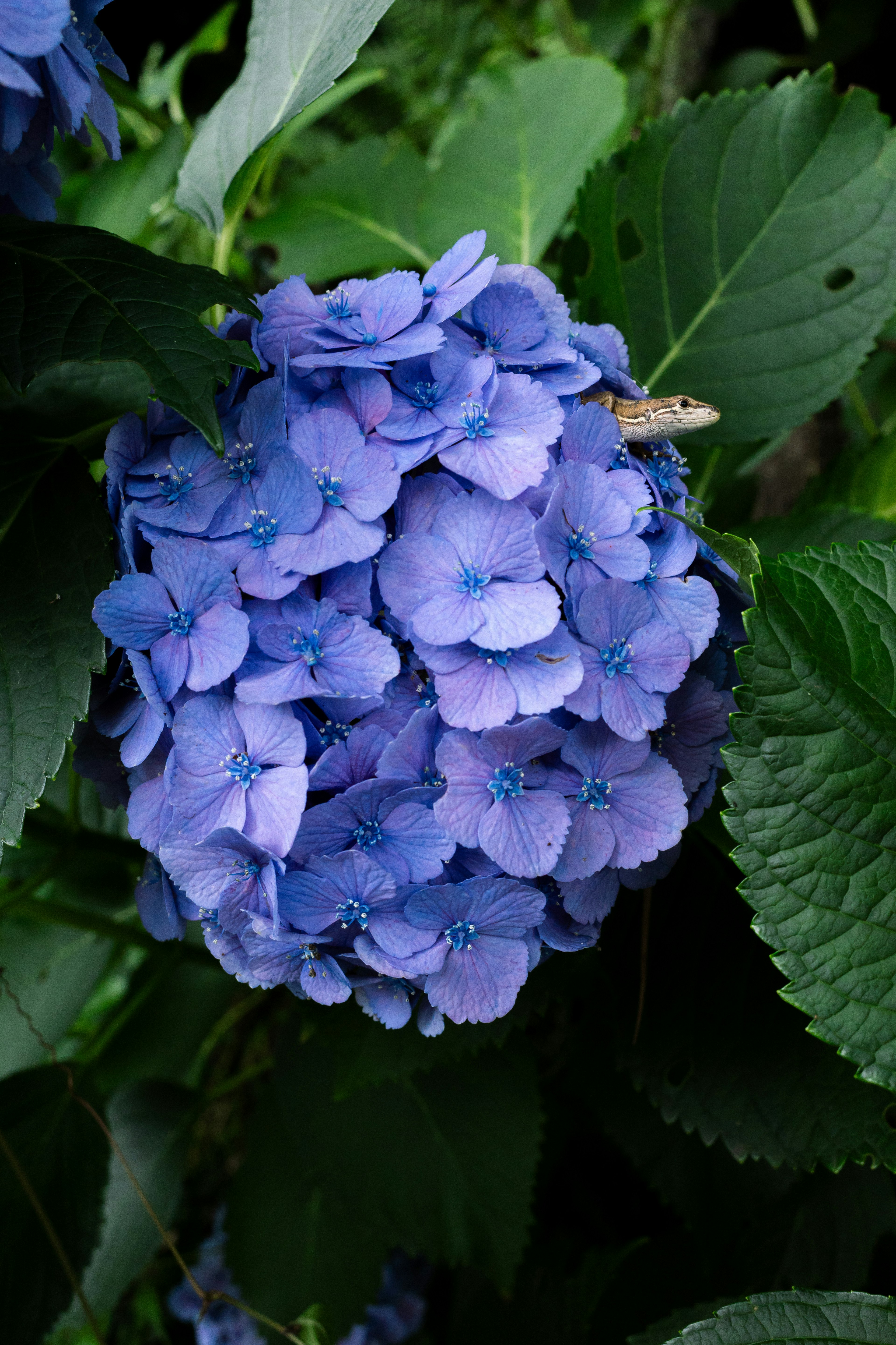 青い紫陽花の花が葉に囲まれている