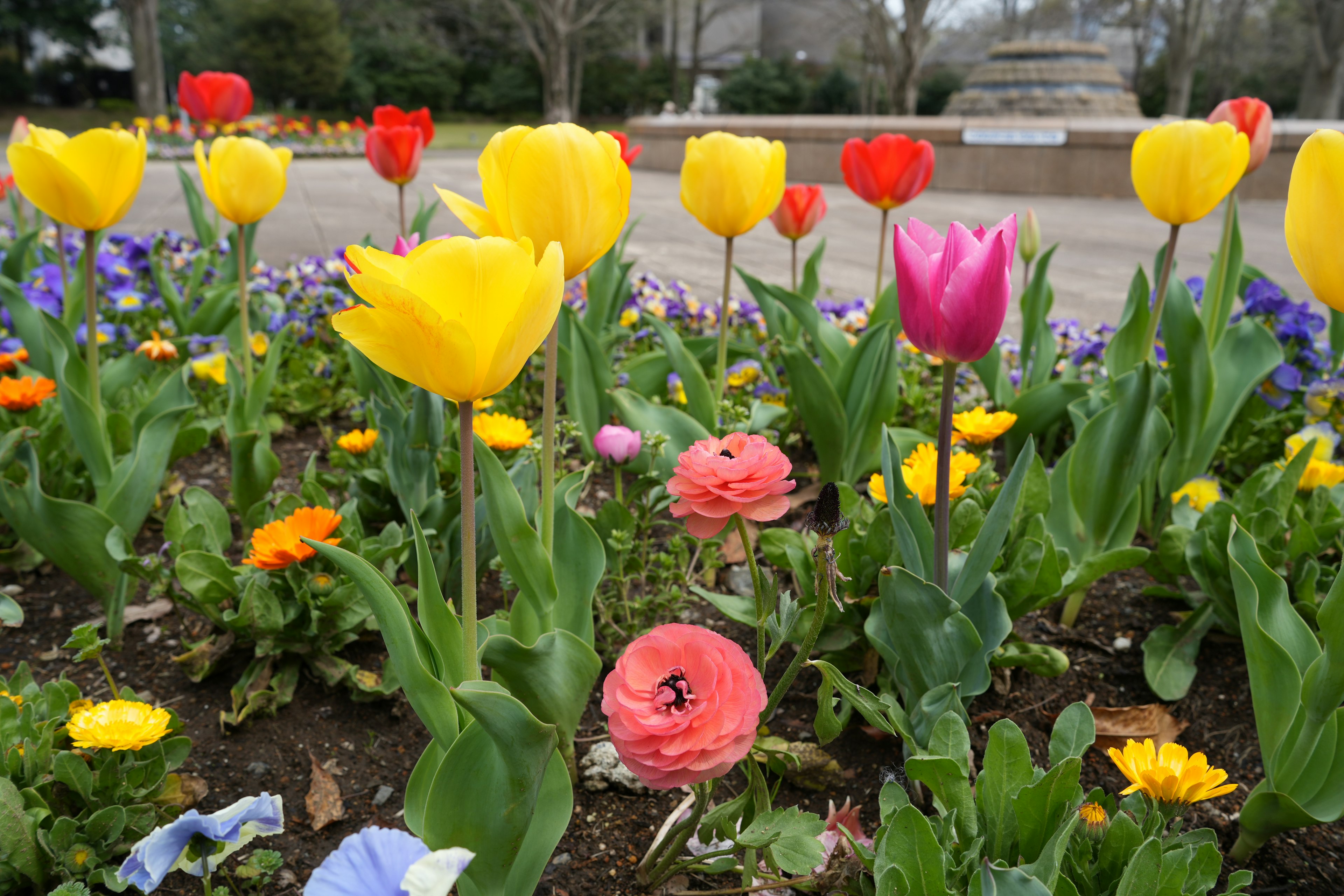 Bunte Tulpen und Blumen blühen in einem Garten