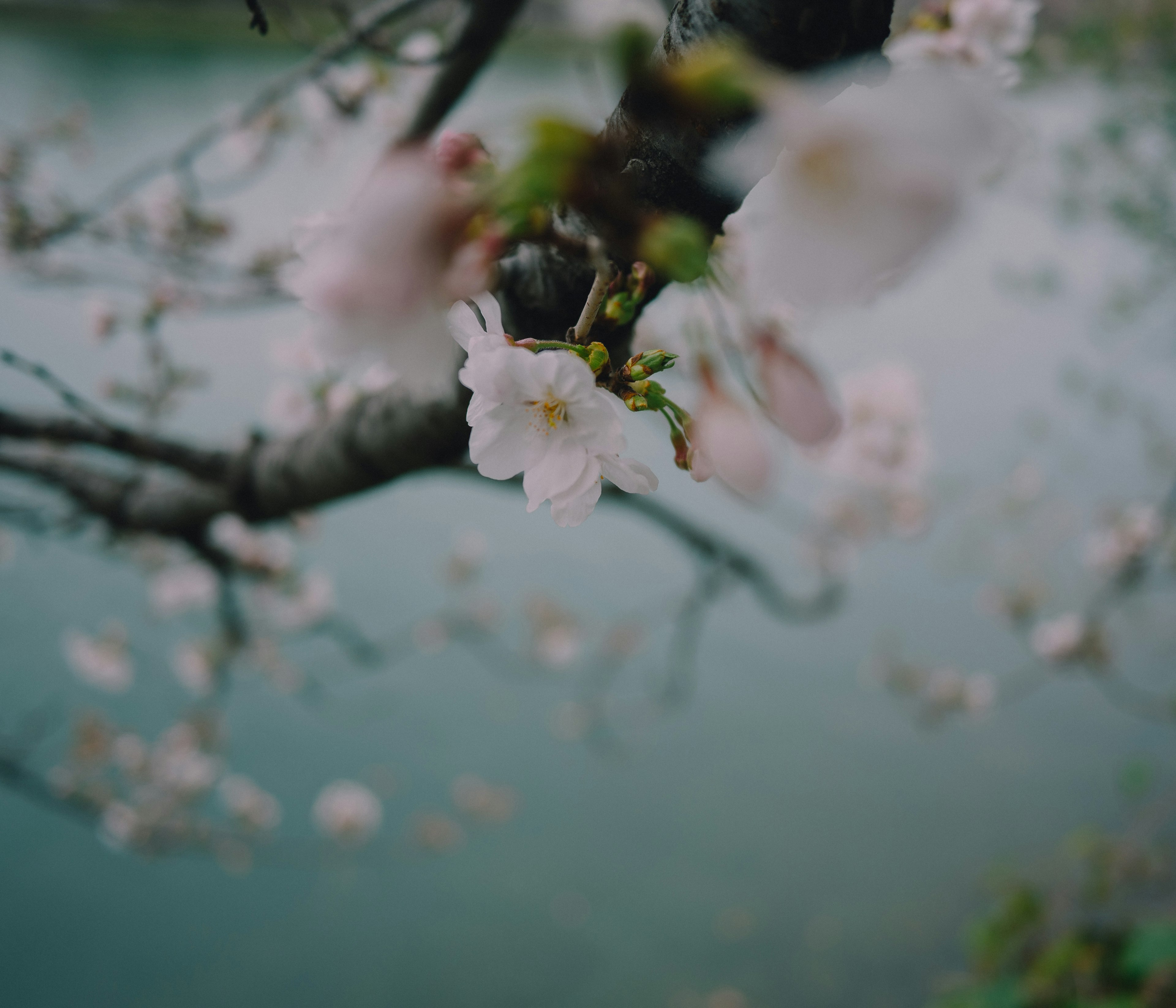 Close-up of cherry blossoms on a branch with a blue water background