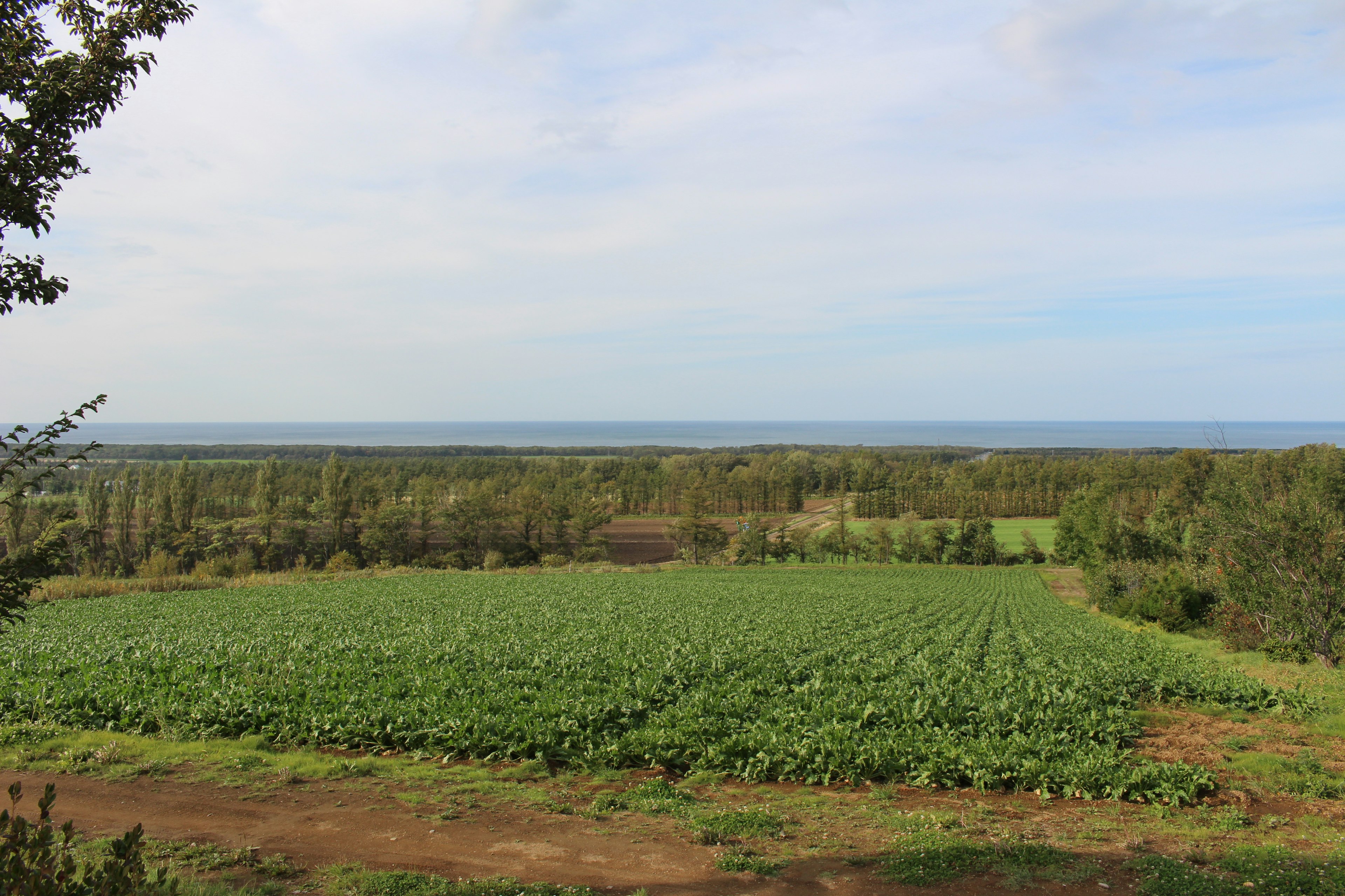 Expansive green field under a blue sky