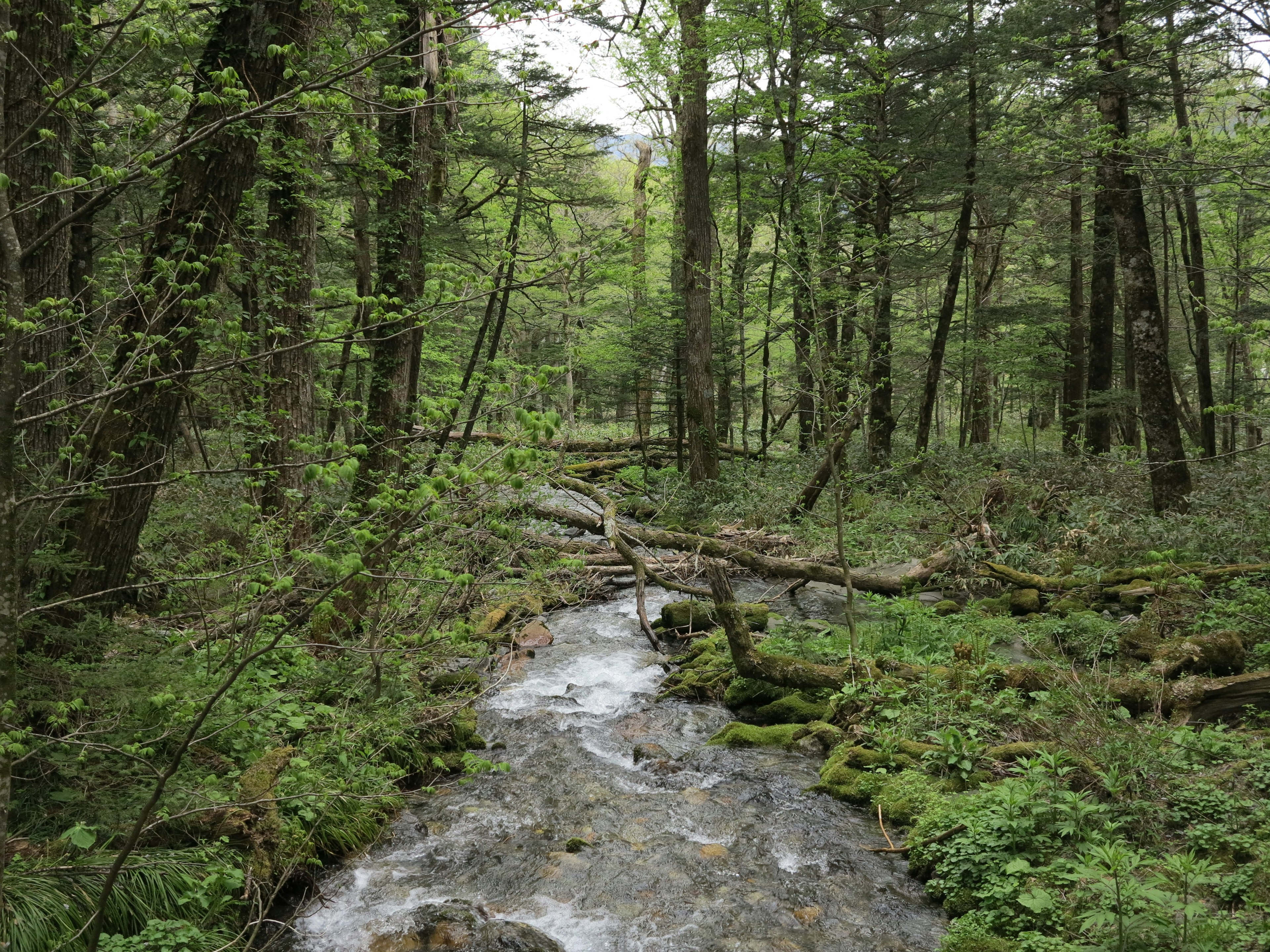 緑豊かな森の中を流れる小川の風景