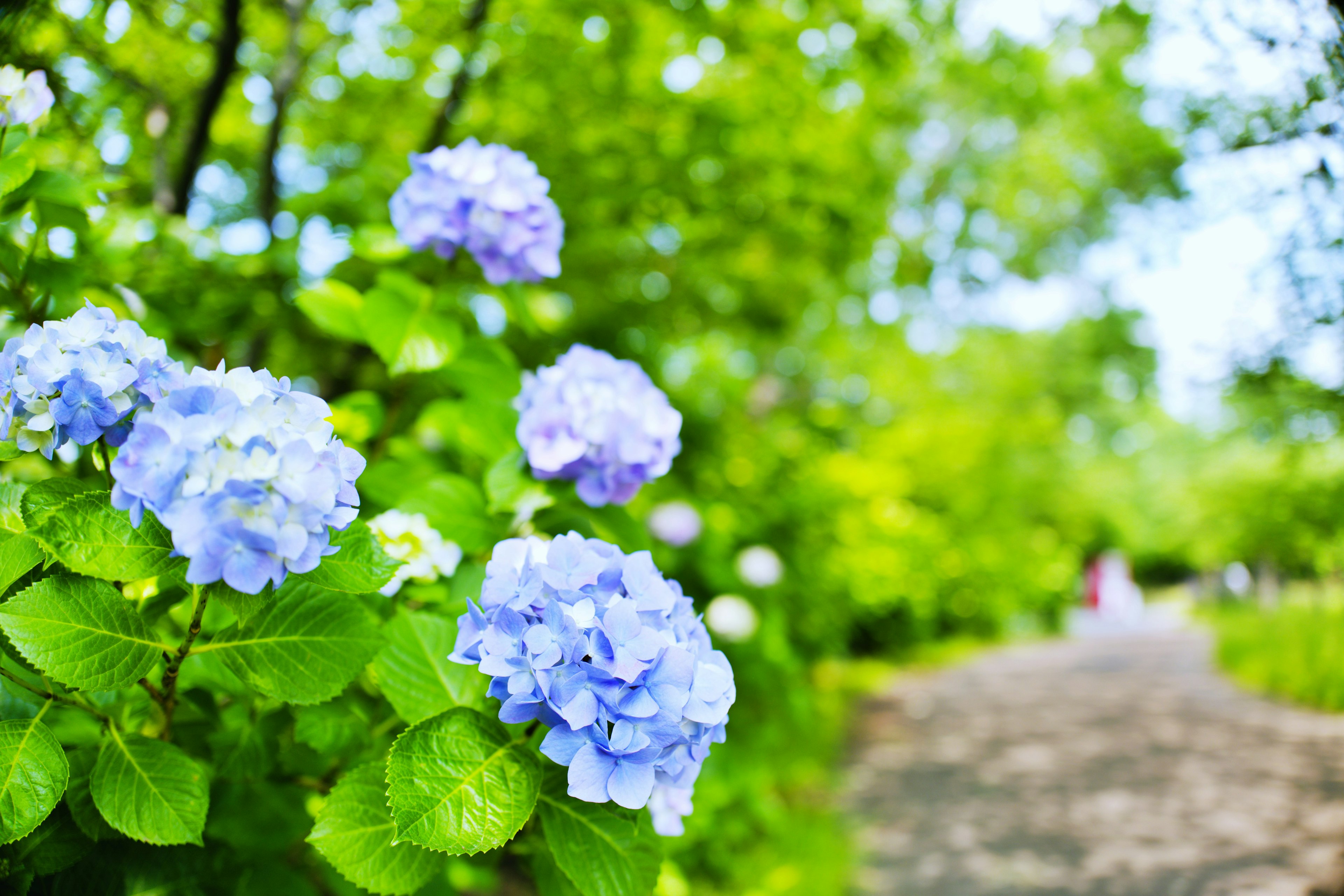 Blue hydrangea flowers blooming among green leaves in a garden