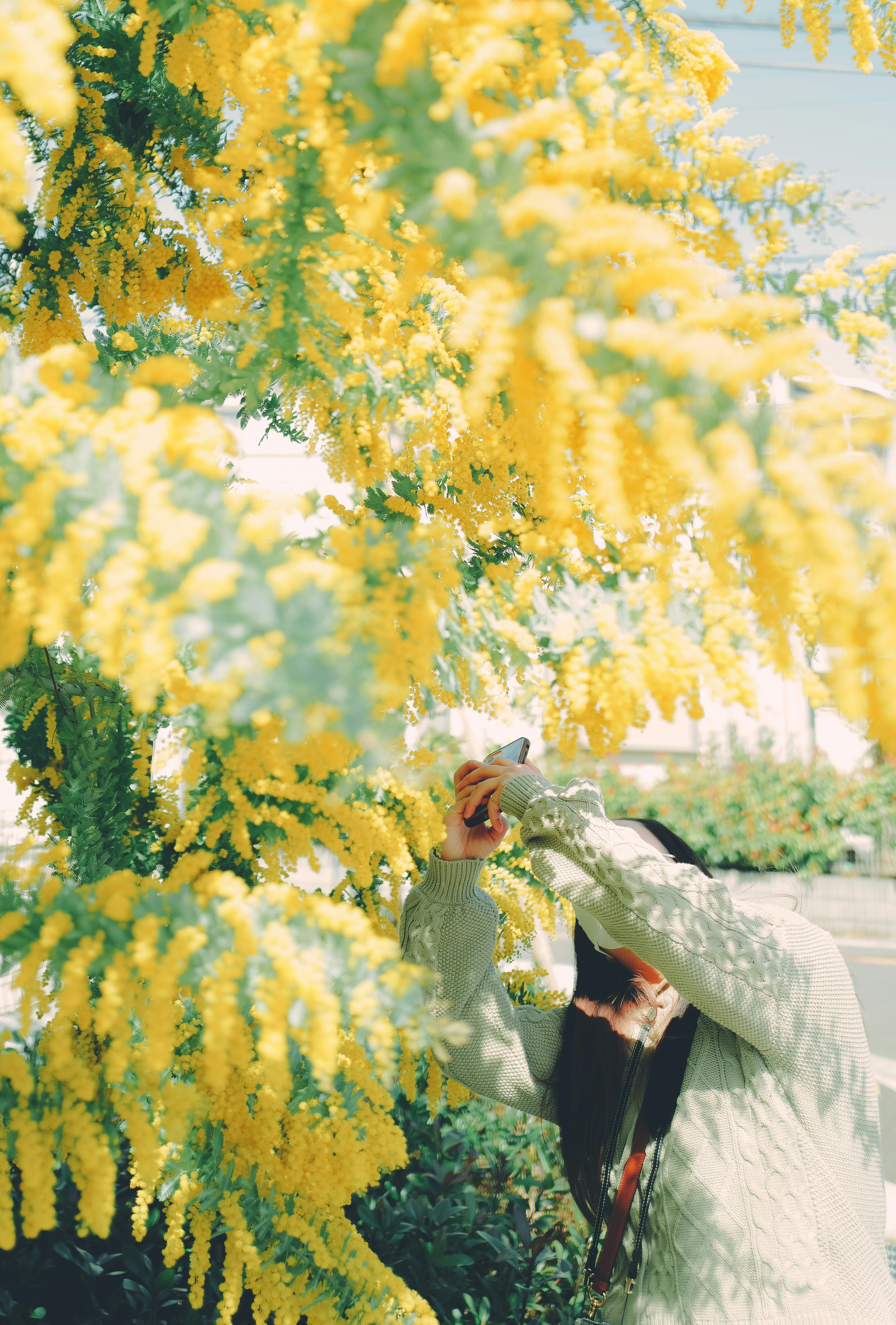 黄色い花が咲く木の下で写真を撮る女性