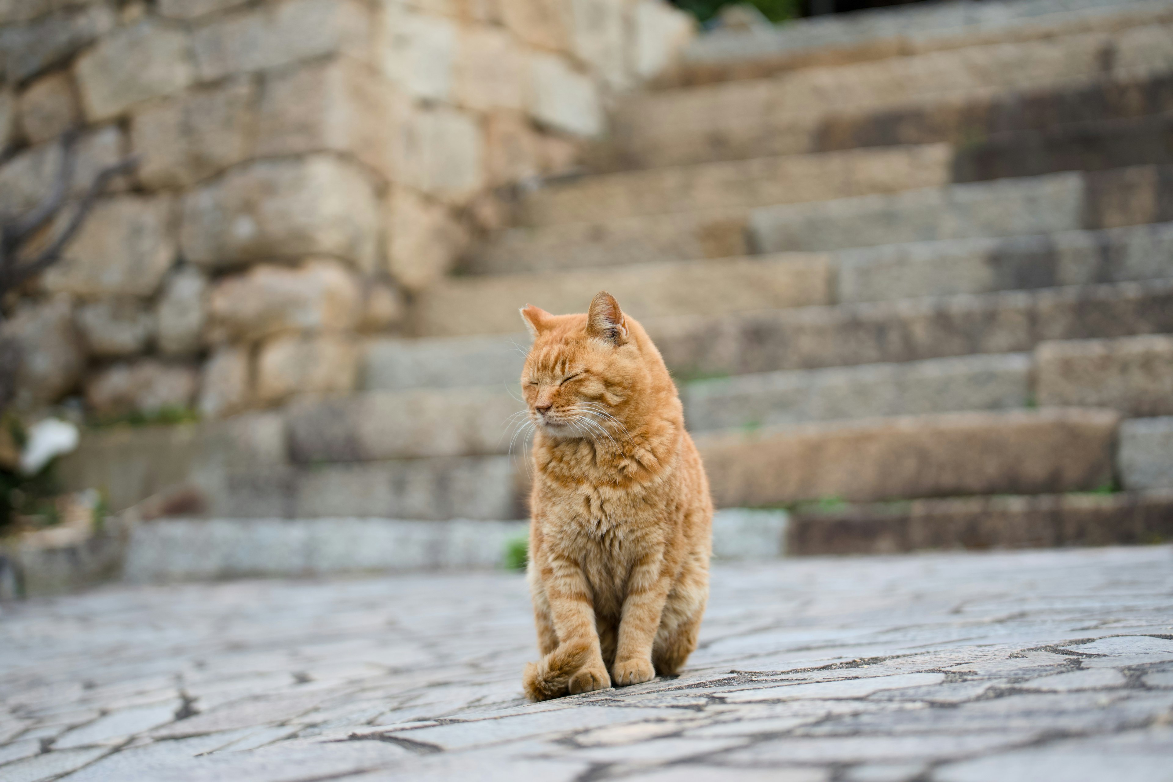 階段の近くにいるオレンジ色の猫