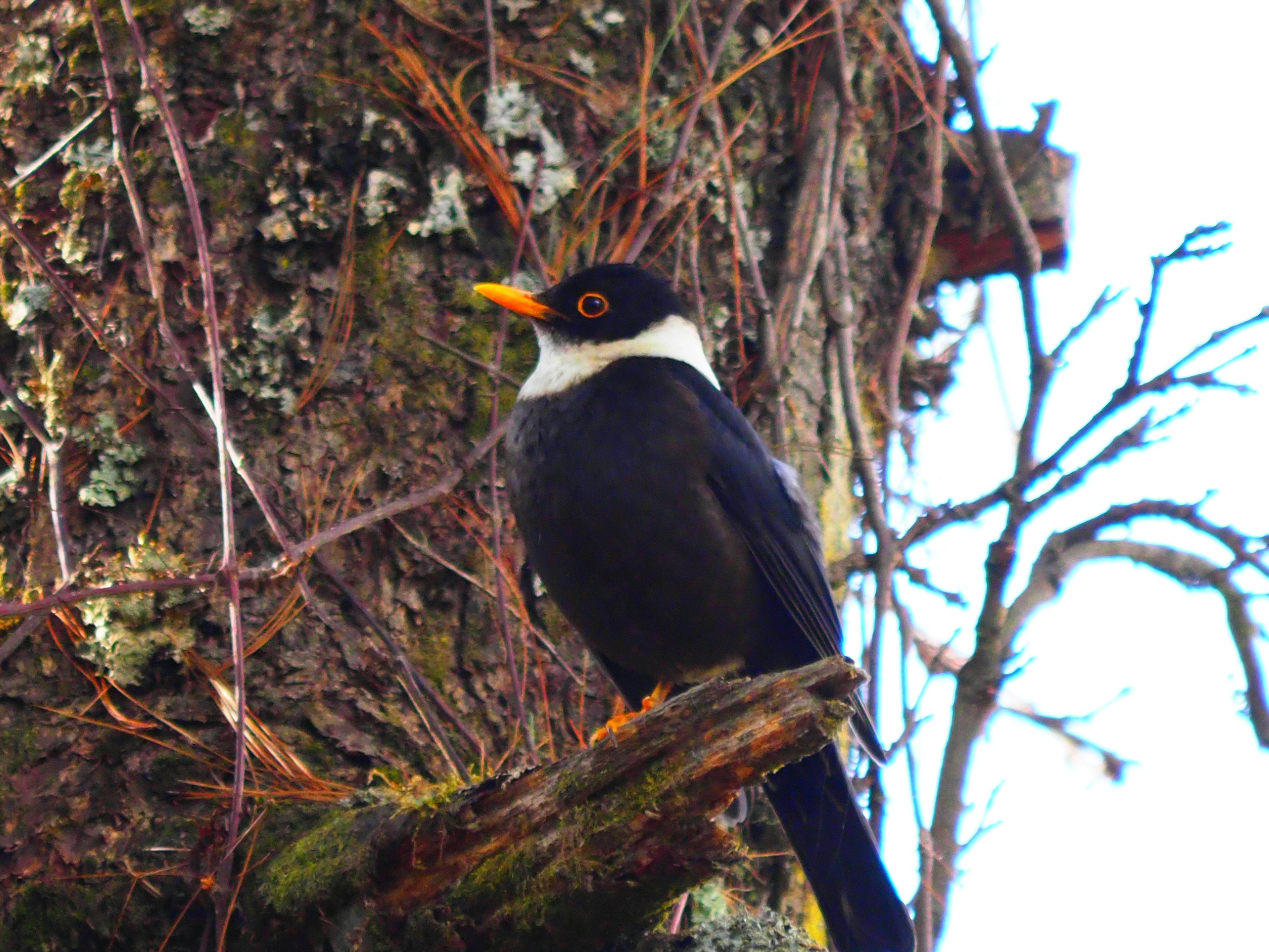 Un oiseau noir perché sur une branche avec un collier blanc et un bec orange