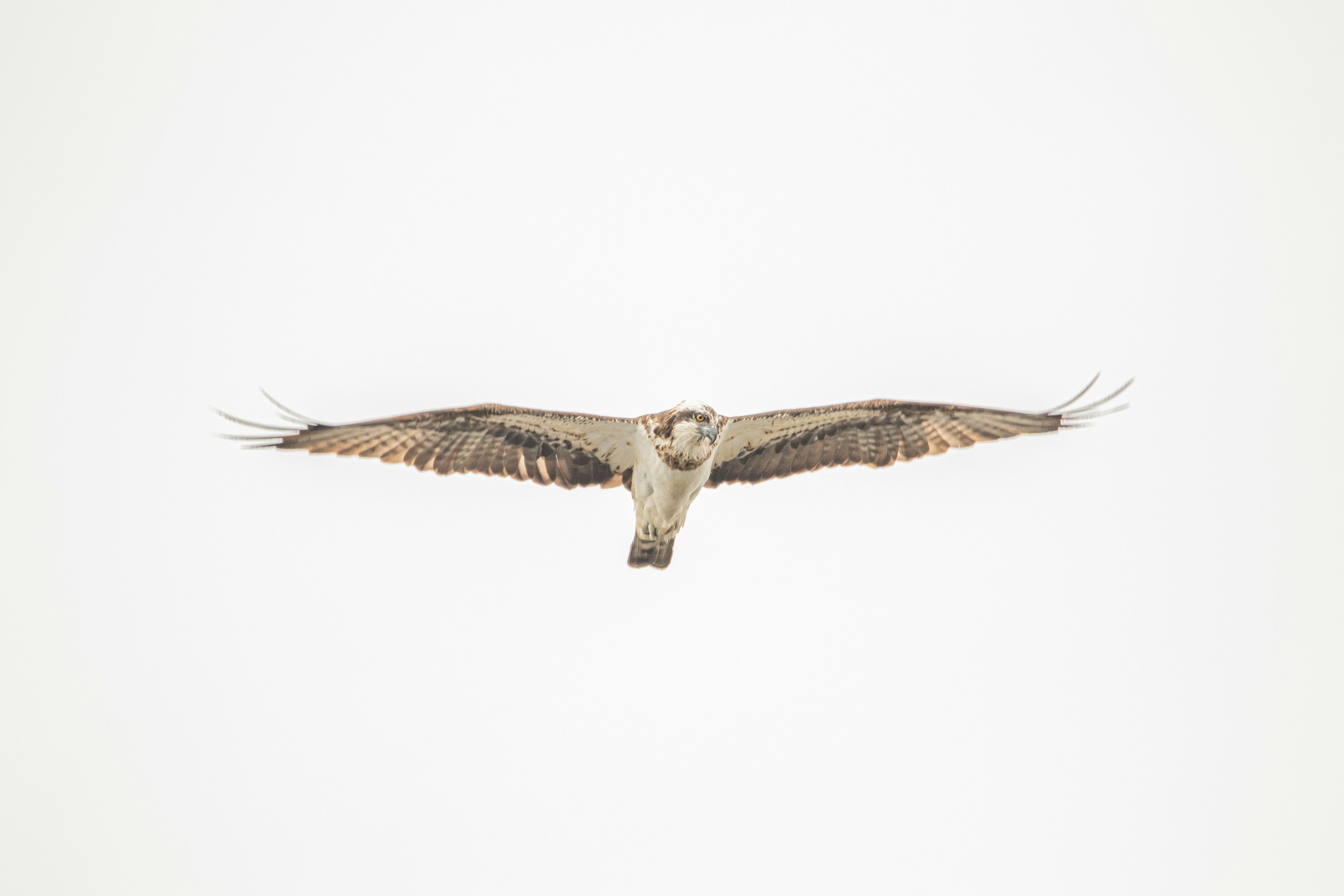 Un oiseau de proie planant avec les ailes déployées