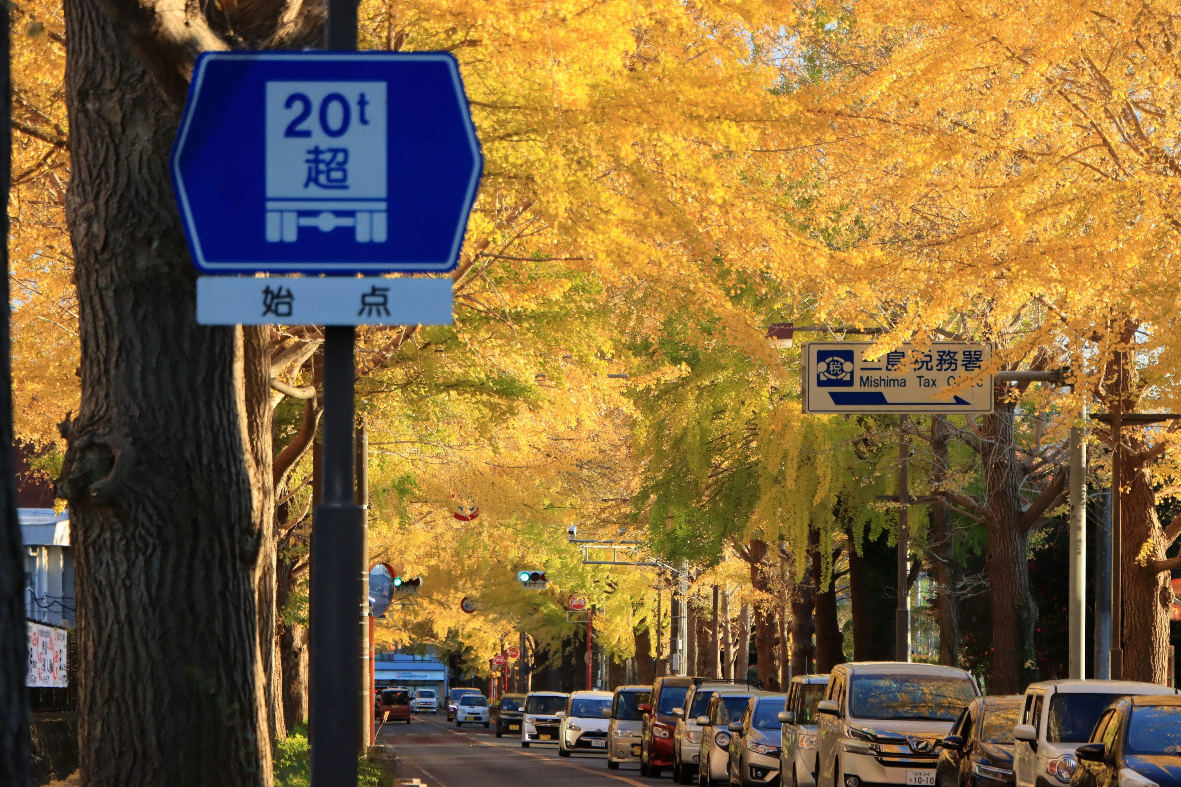 Verkehrsschild an einer von Bäumen gesäumten Straße mit gelben Herbstblättern