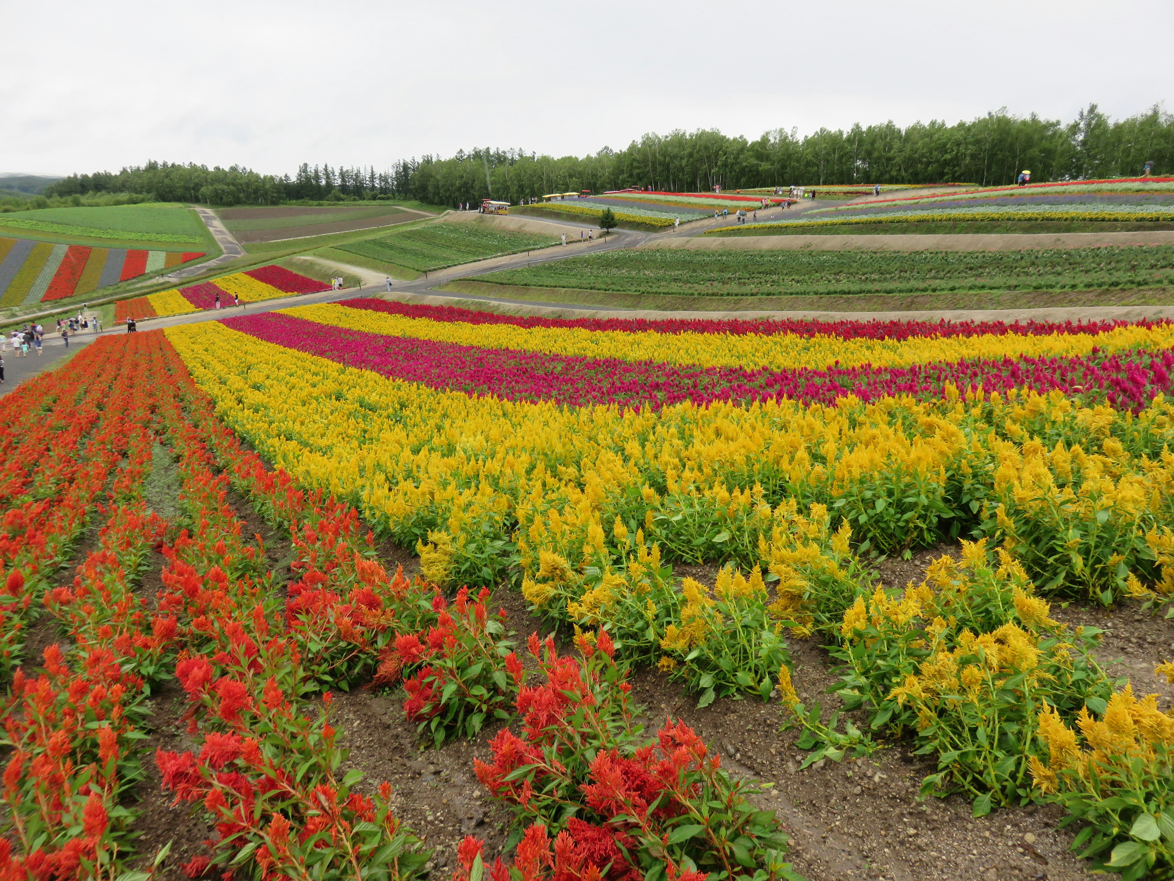 ทุ่งดอกไม้ที่สดใส มีดอกไม้สีแดง สีเหลือง และสีม่วงจัดเรียงอย่างสวยงาม