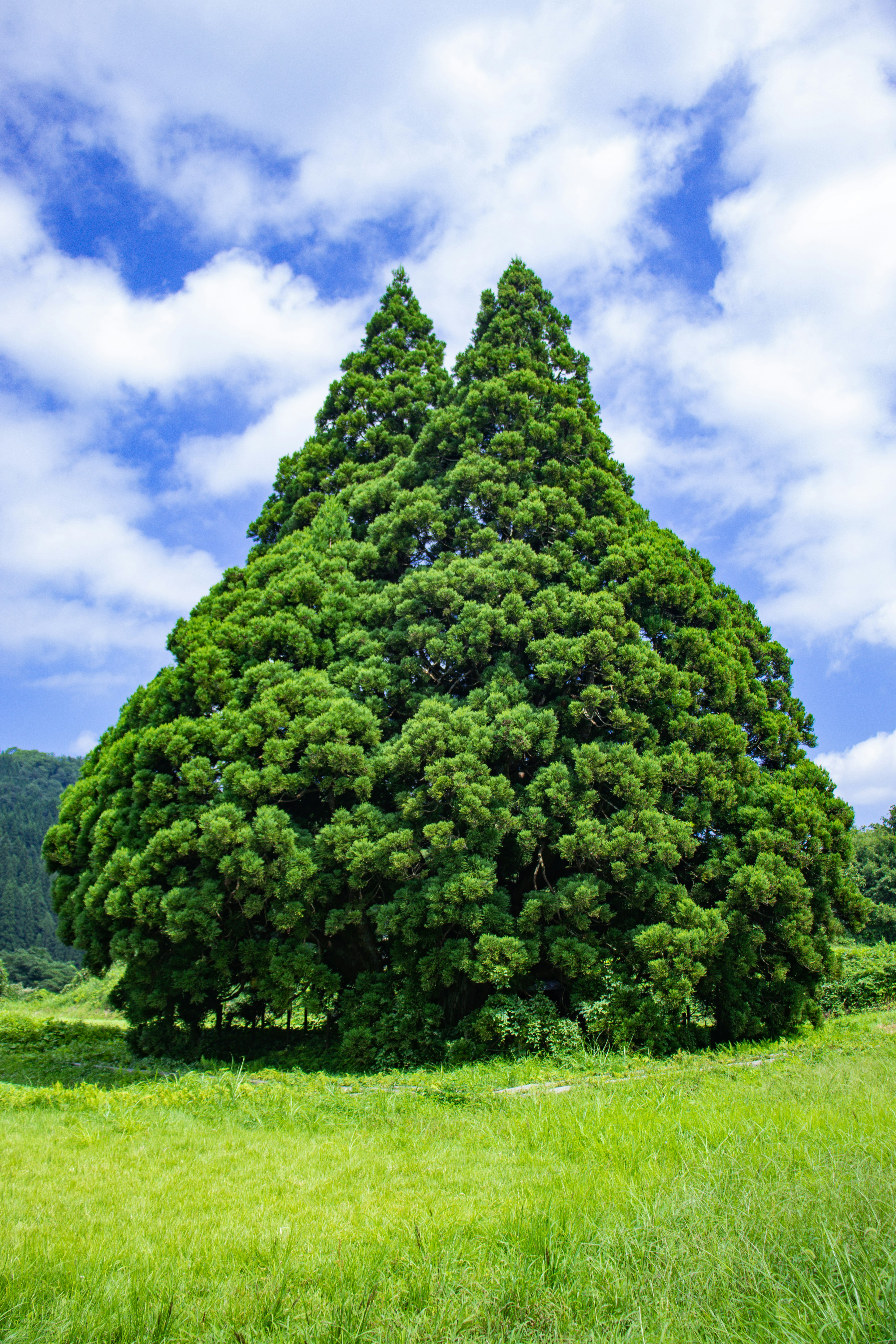 Due alberi verdi lussureggianti affiancati sotto un cielo blu