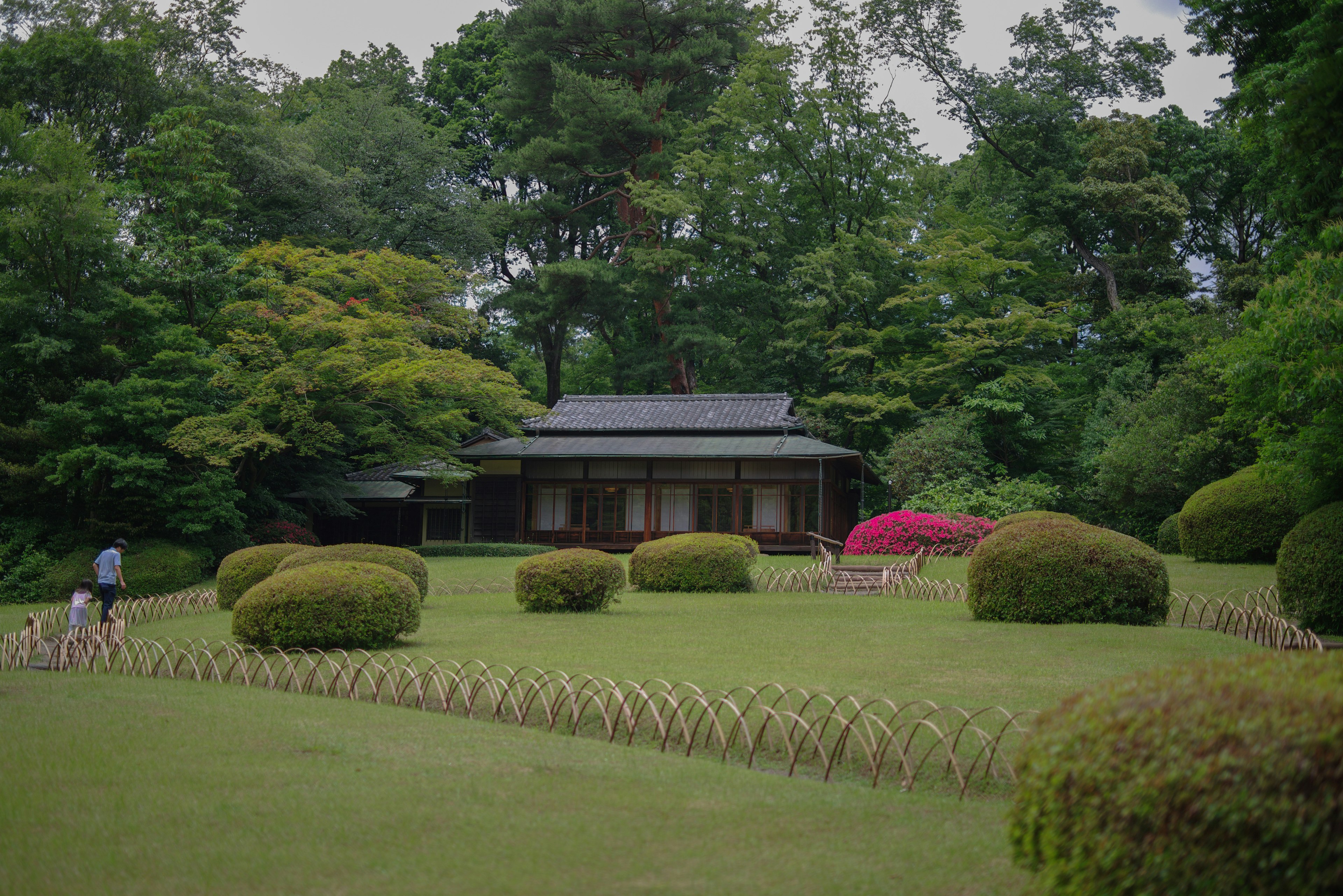 传统日本庭园场景，周围环绕着郁郁葱葱的绿树和修剪整齐的灌木的木屋