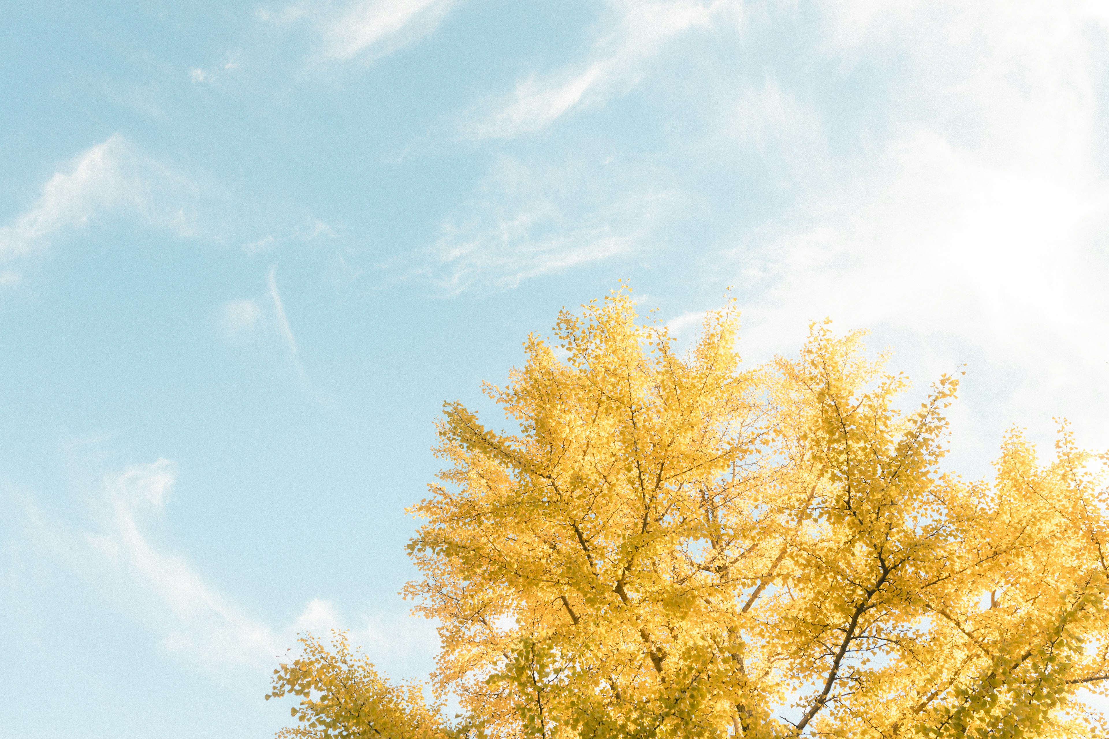 Albero autunnale con foglie dorate contro un cielo blu