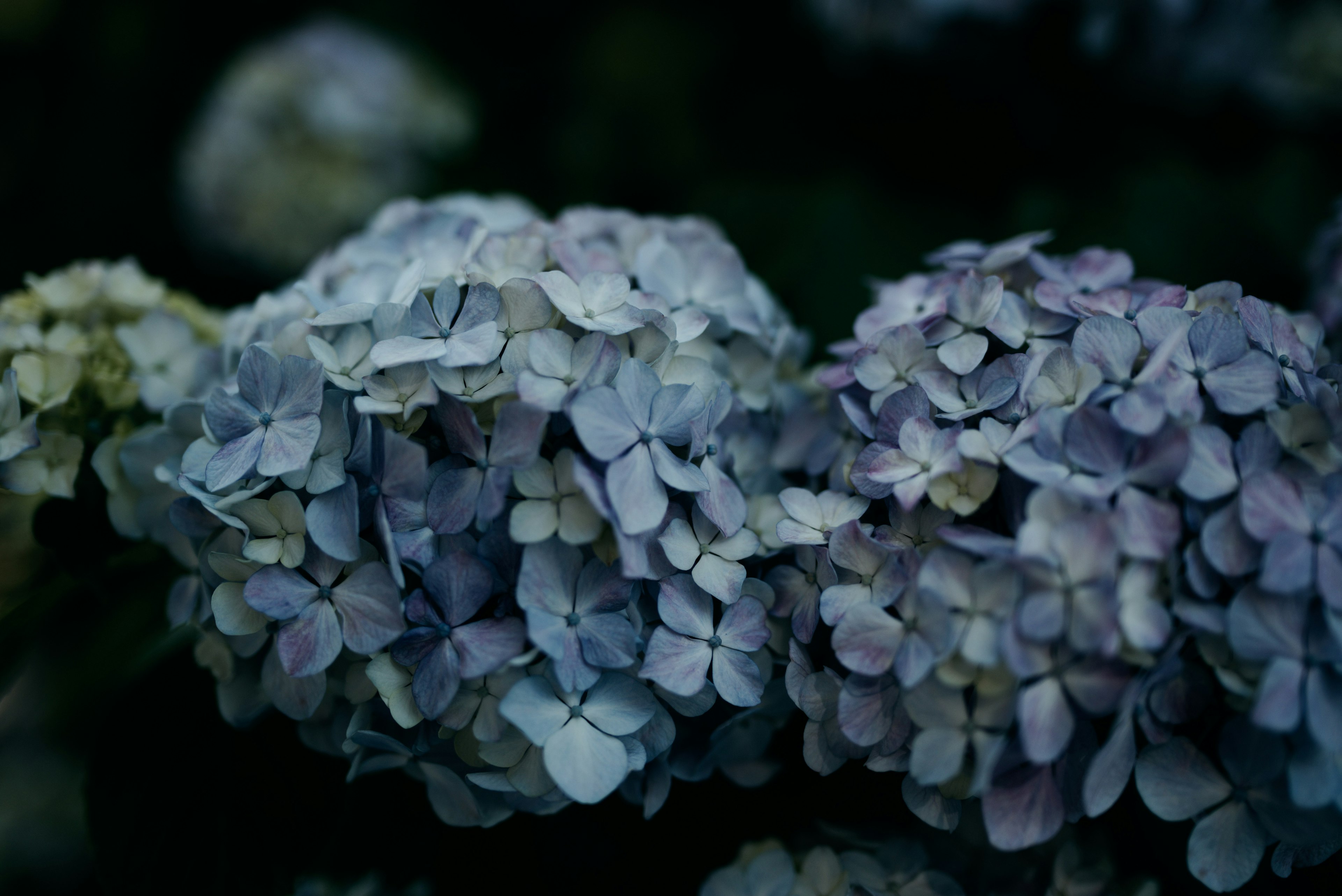 Close-up photo of clustered hydrangea flowers